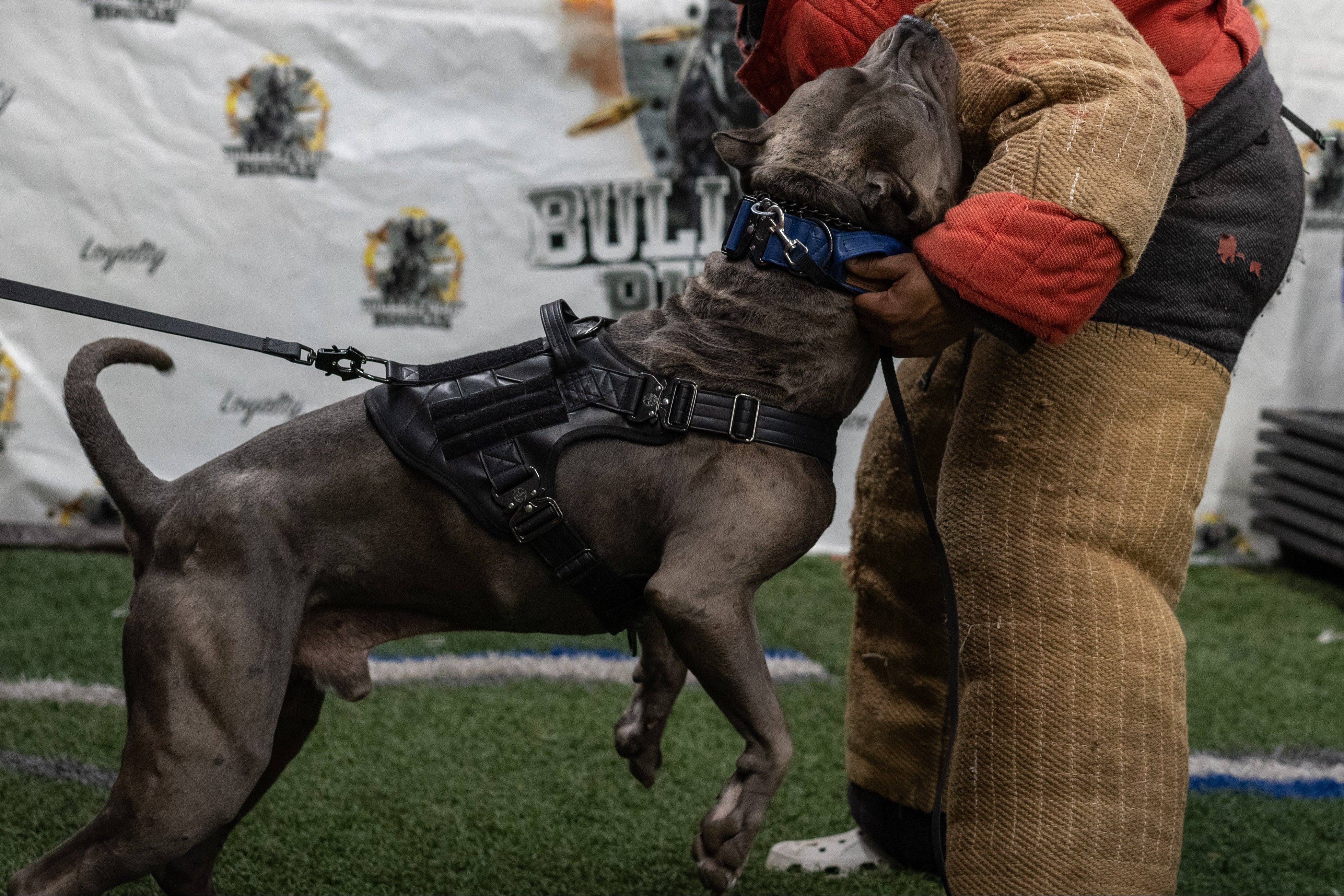 ALL - Kaizen K9