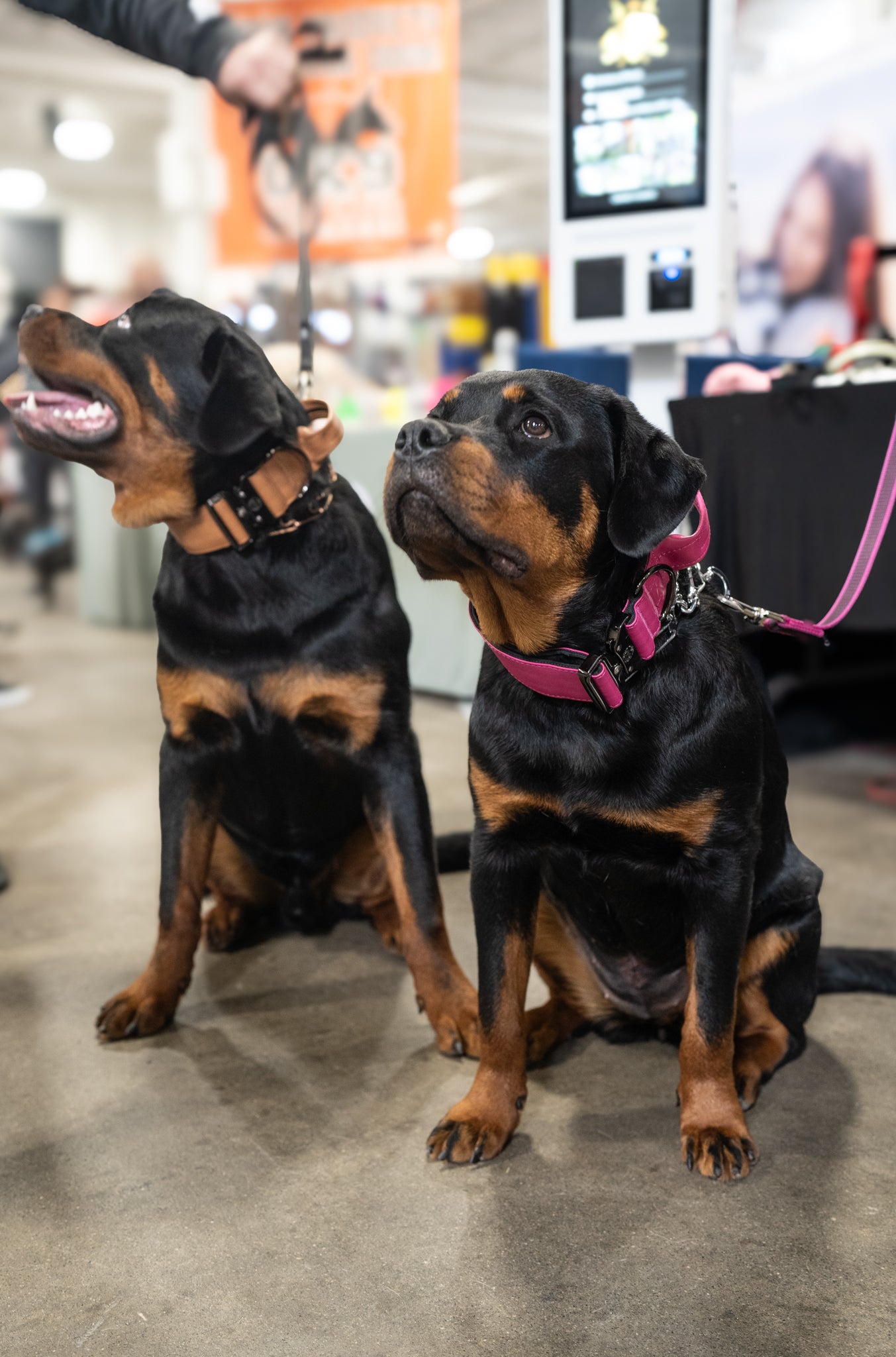 Caramel Brown - KK9 Tactical Collar V4 (1.5" and 2") - Kaizen K9