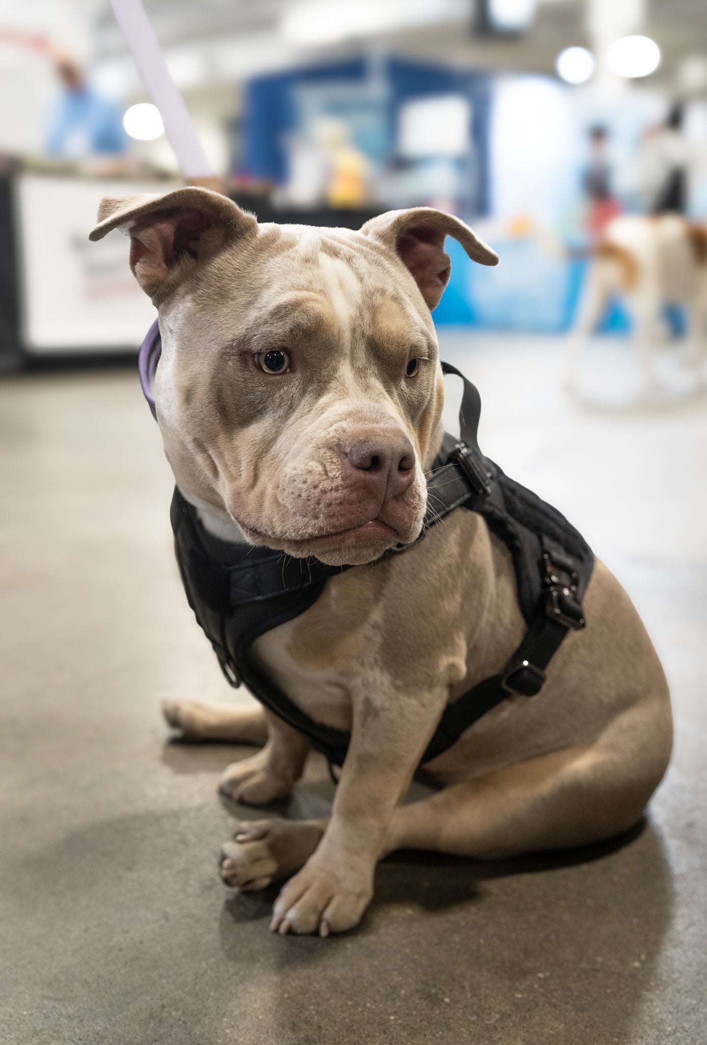 KK9 Tactical Harness - Kaizen K9