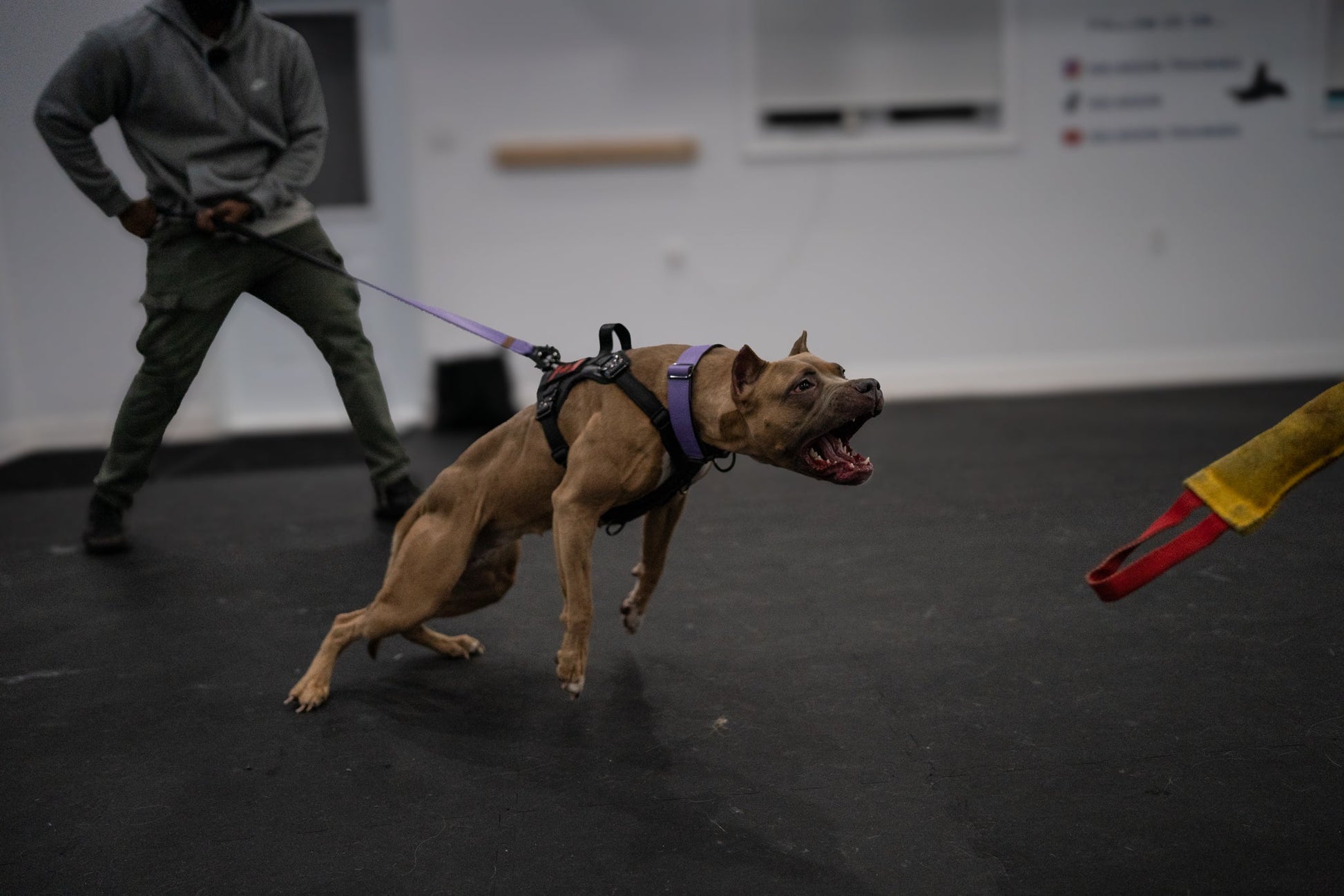KK9 Tactical Harness - Kaizen K9