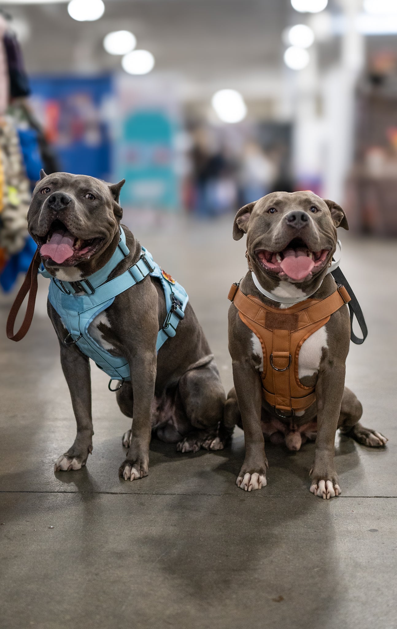 KK9 Tactical Harness - Kaizen K9