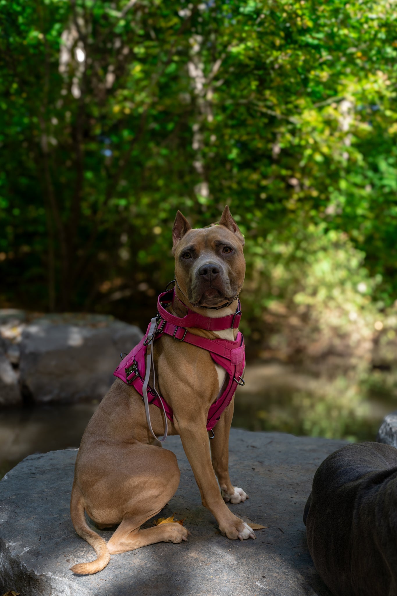 KK9 Tactical Harness - Kaizen K9