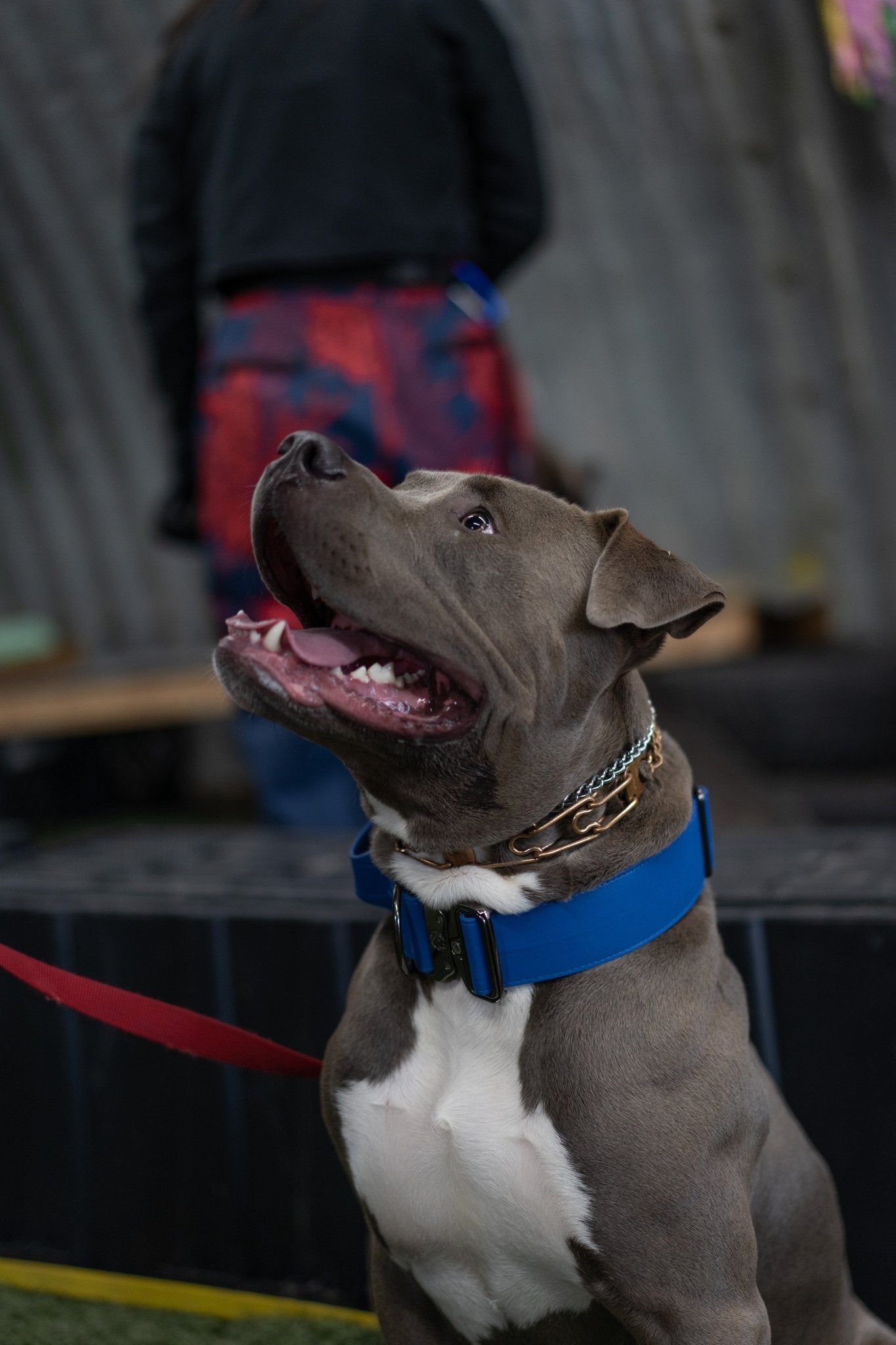 Marina Blue - KK9 Tactical Collar V4 (1.5" and 2") - Kaizen K9