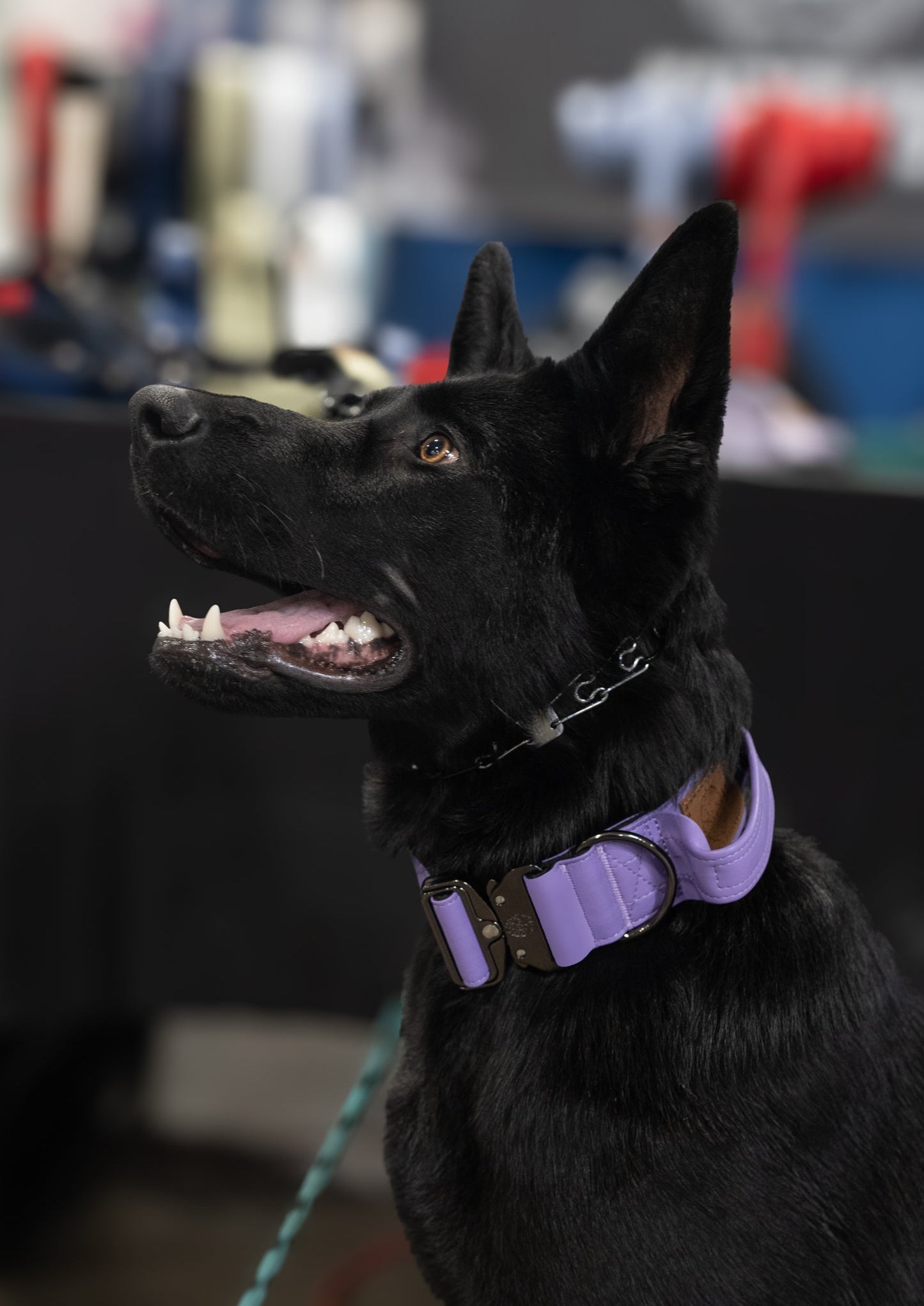 Mystic Purple - KK9 Tactical Collar V4 (1.5" and 2") - Kaizen K9