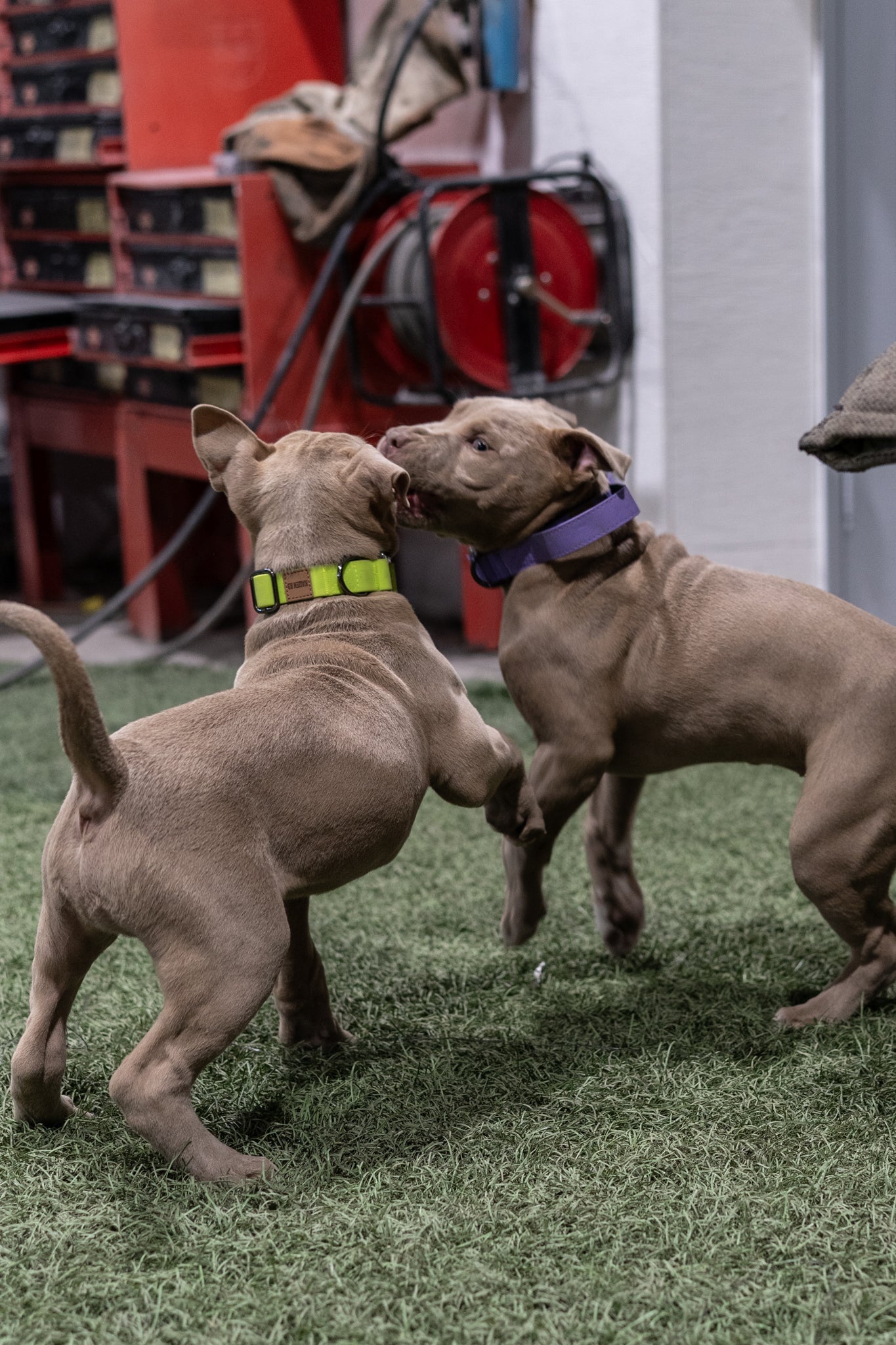 Neon Green - KK9 Elemental Collar (1") - Kaizen K9