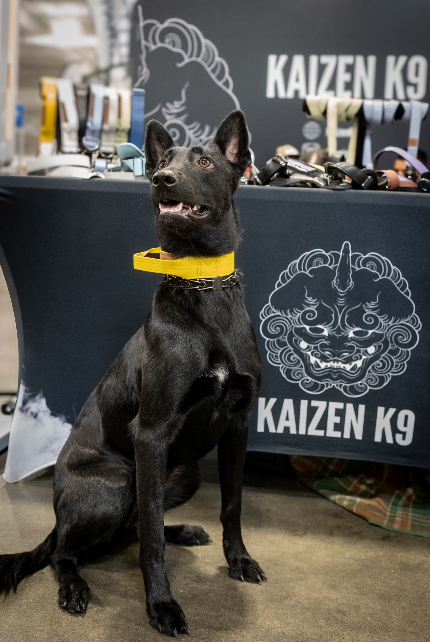 Pollen Yellow - KK9 Tactical Collar V4 (1.5" and 2") - Kaizen K9
