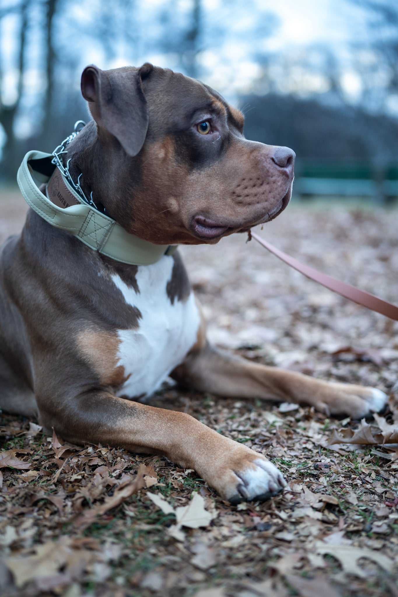 Sage Green - KK9 Tactical Collar V4 (1.5" and 2") - Kaizen K9