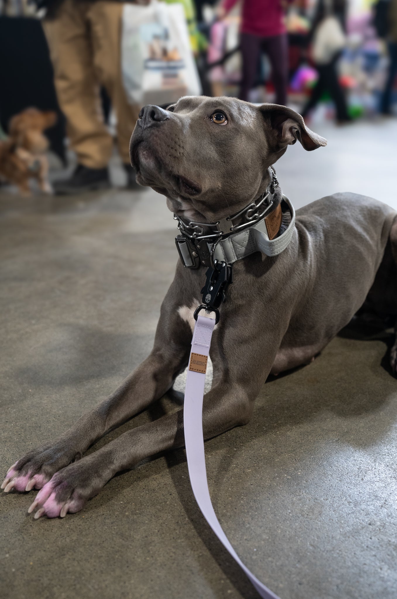 Slate Grey - KK9 Tactical Collar V4 (1.5" and 2") - Kaizen K9