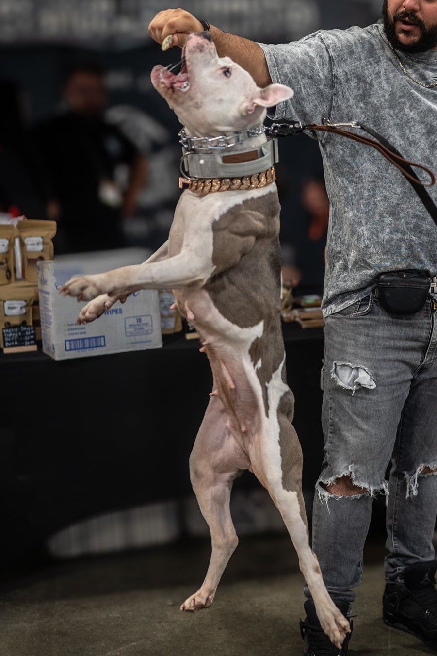 Slate Grey - KK9 Tactical Collar V4 (1.5" and 2") - Kaizen K9