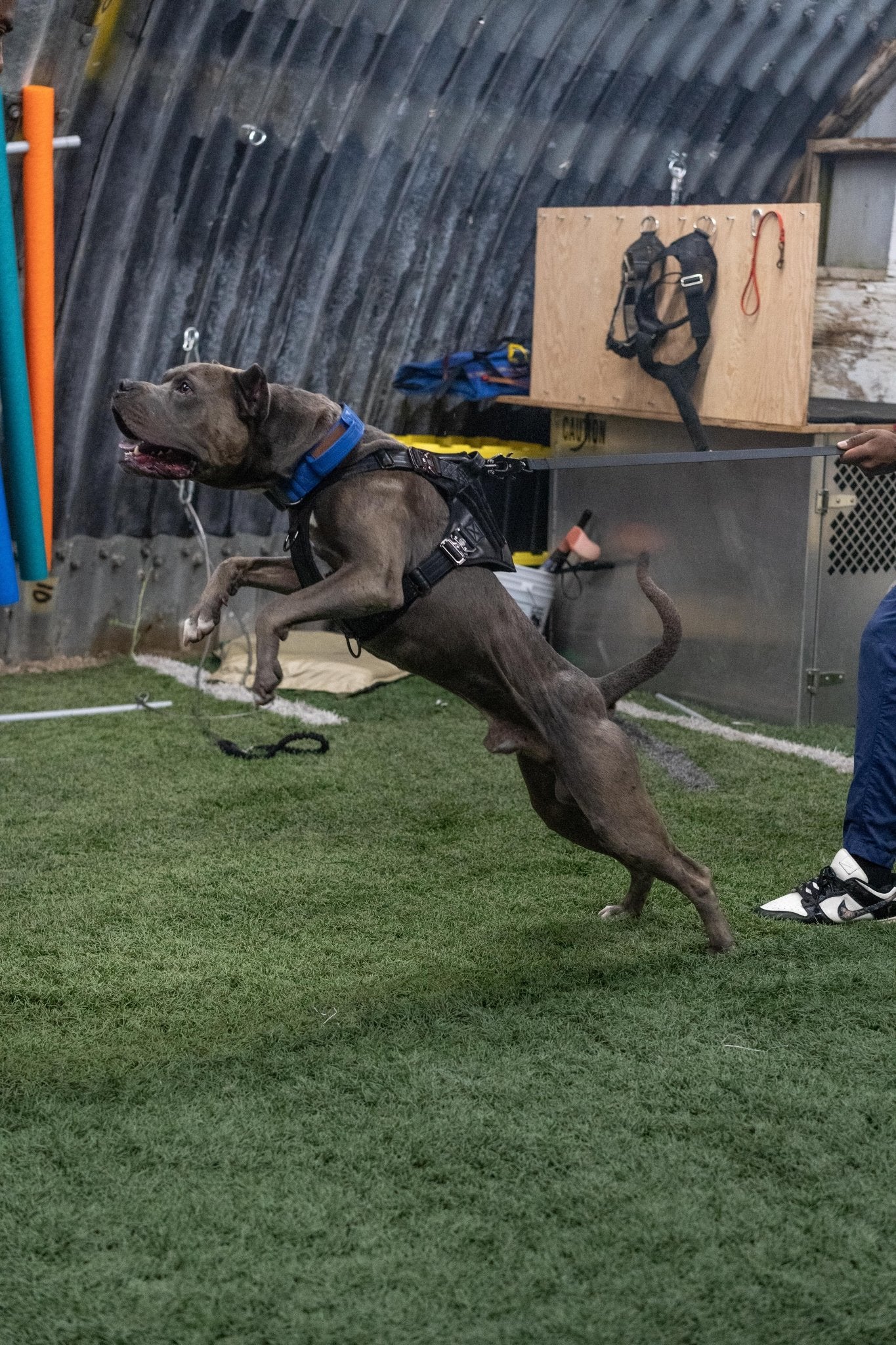 Stealth - KK9 Elemental Leash (6 Foot) - Kaizen K9