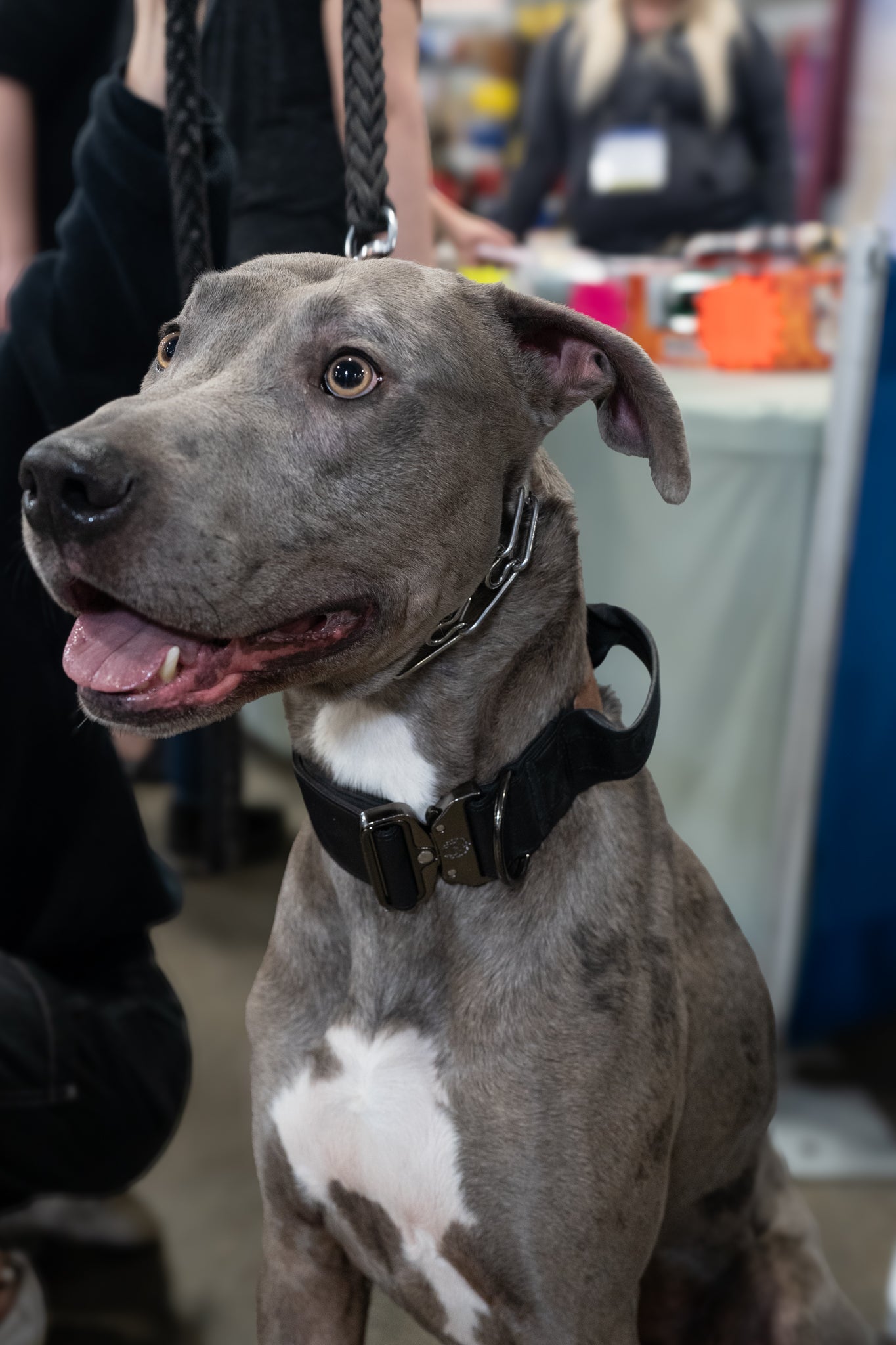 Stealth - KK9 Tactical Collar V4 (1.5" and 2") - Kaizen K9