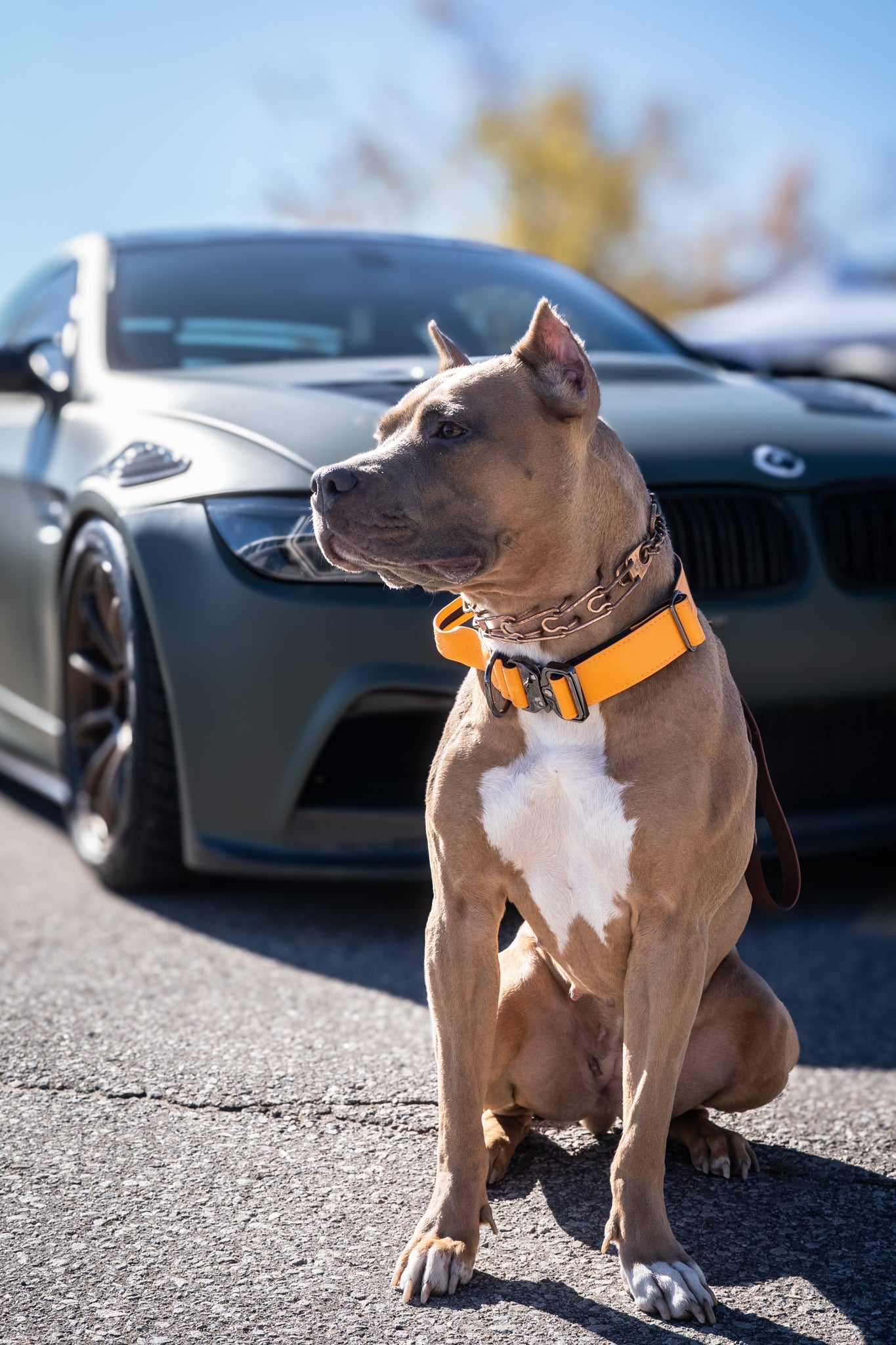 Tangerine Dream - KK9 Leather Tactical Collar (1.5" and 2") - Kaizen K9