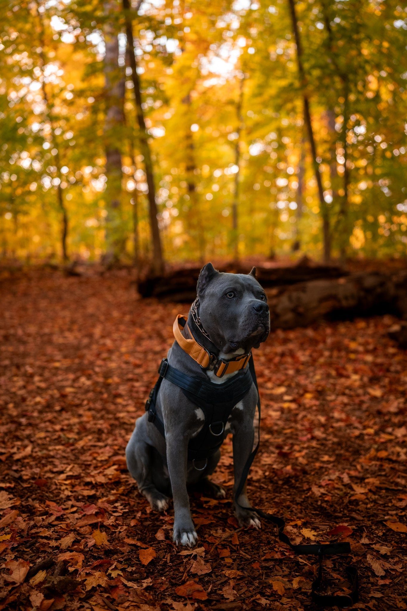 Tangerine Dream - KK9 Tactical Collar V4 (1.5" and 2") - Kaizen K9