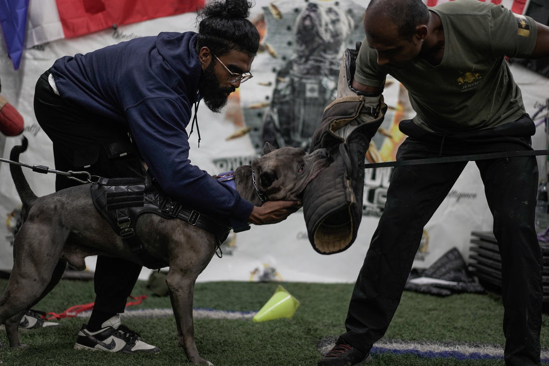 Our Story - Kaizen K9