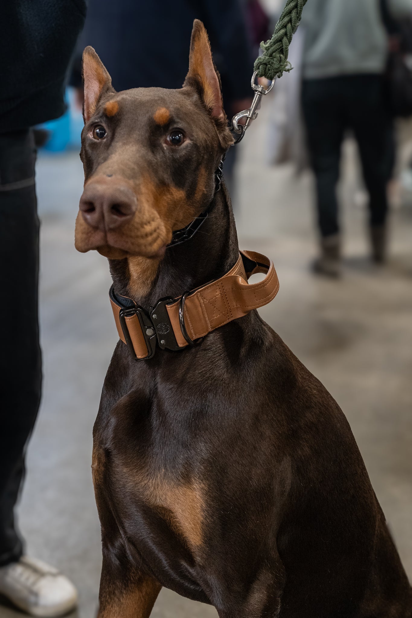 Caramel Brown - KK9 Tactical Collar V4 (1.5" and 2") - Kaizen K9