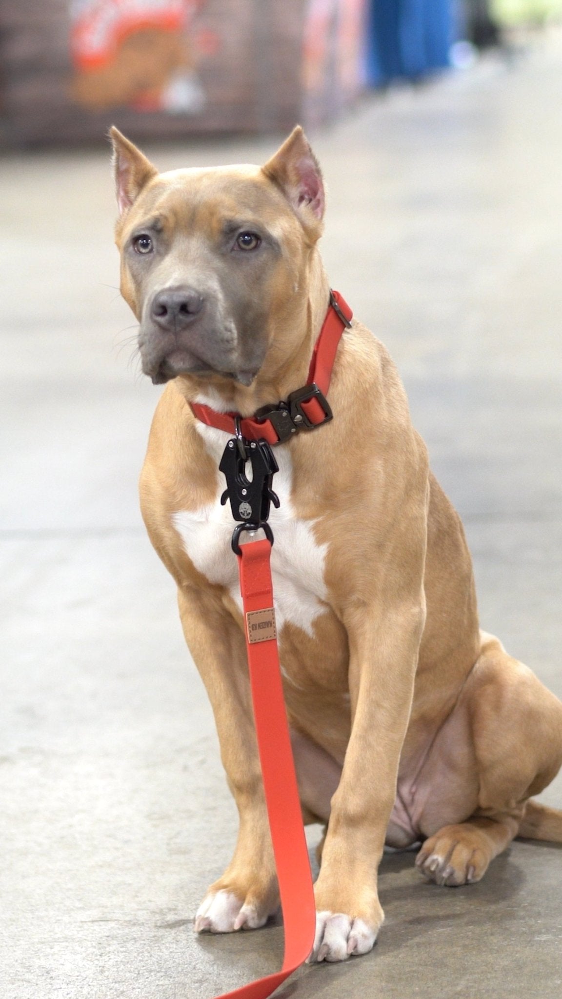Fire Red - KK9 Elemental Collar (1") - Kaizen K9