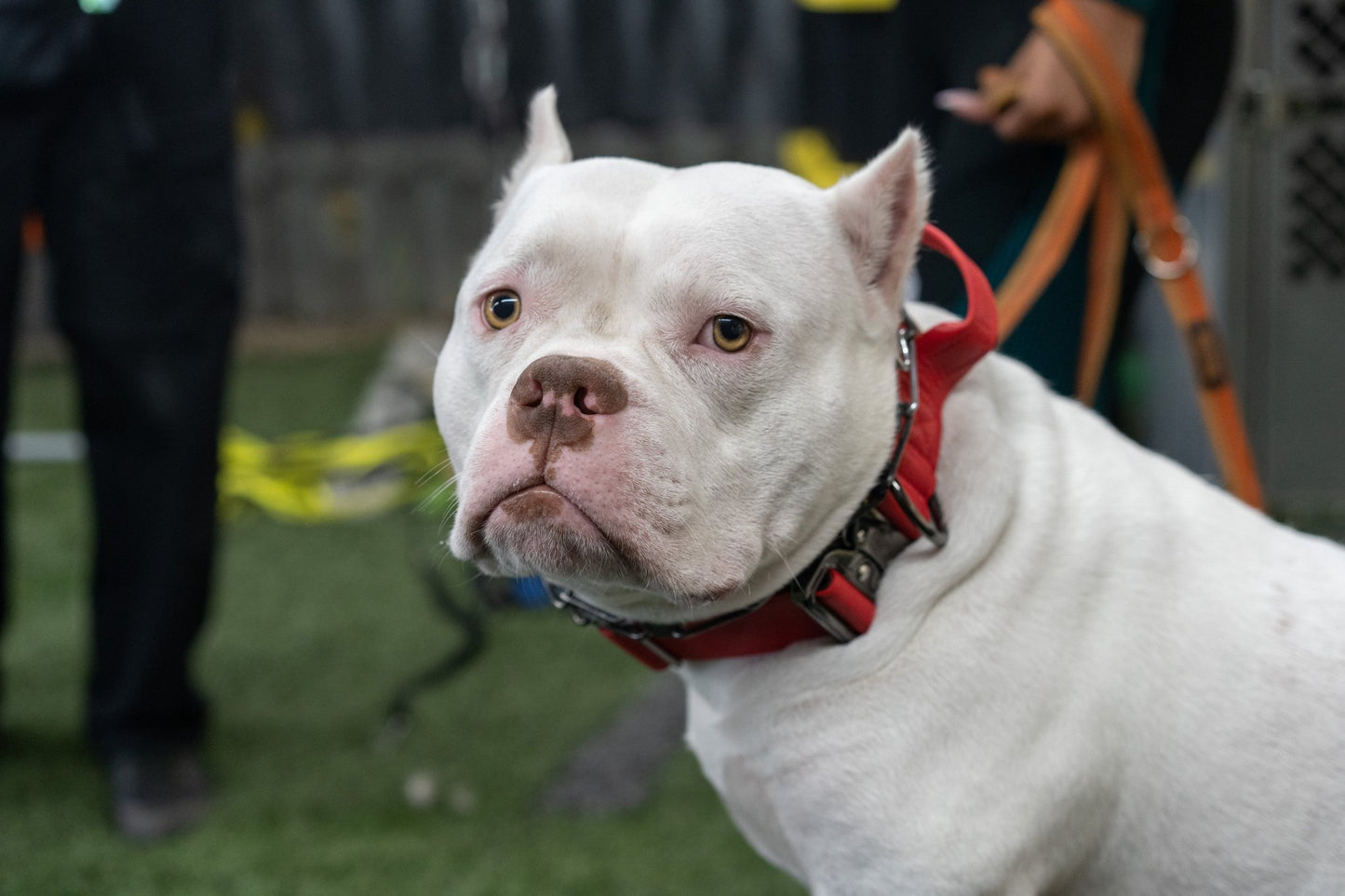 Fire Red - KK9 Tactical Collar V4 (1.5" and 2") - Kaizen K9