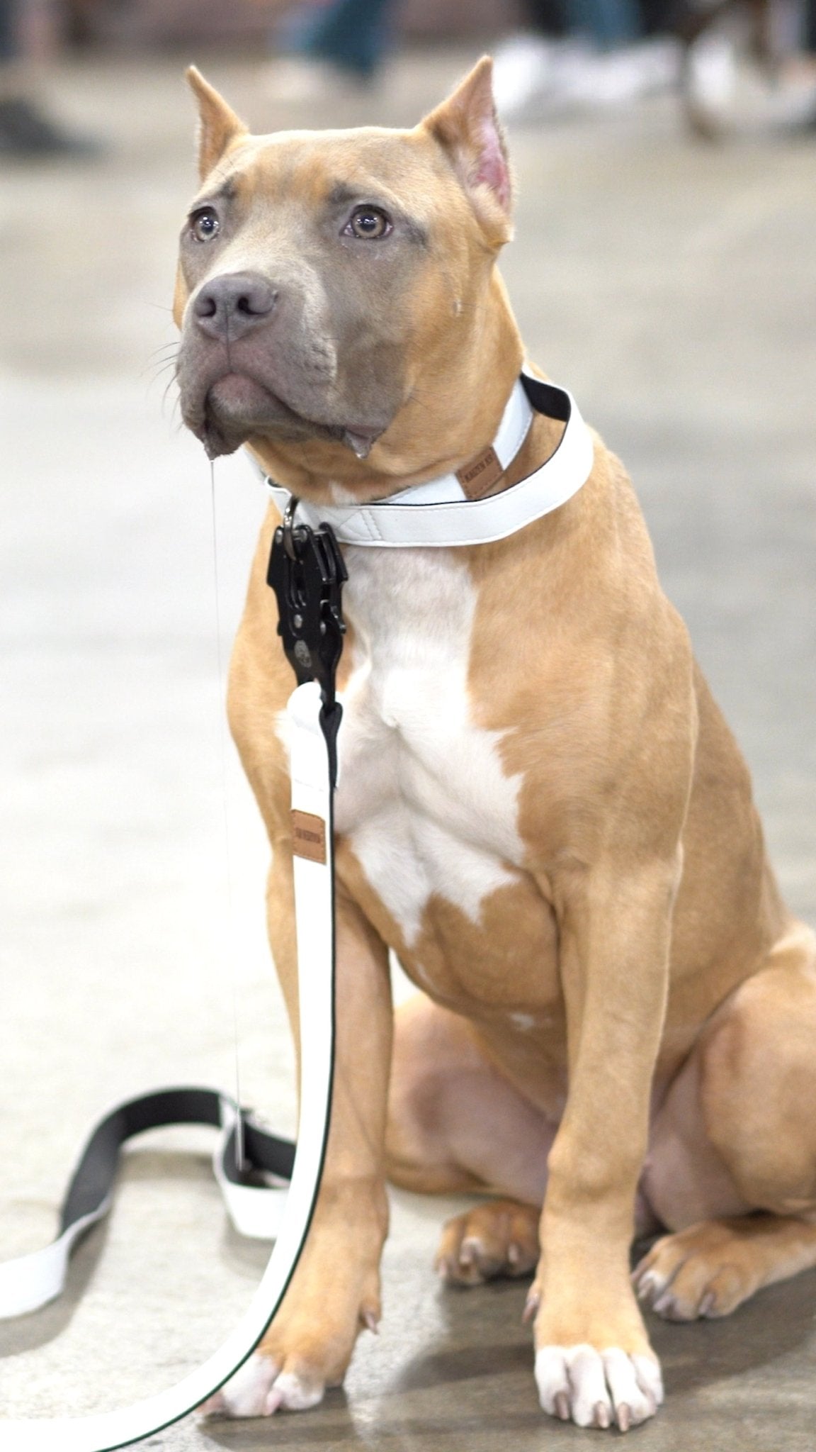 Frost White - KK9 Leather Tactical Collar (1") - Kaizen K9