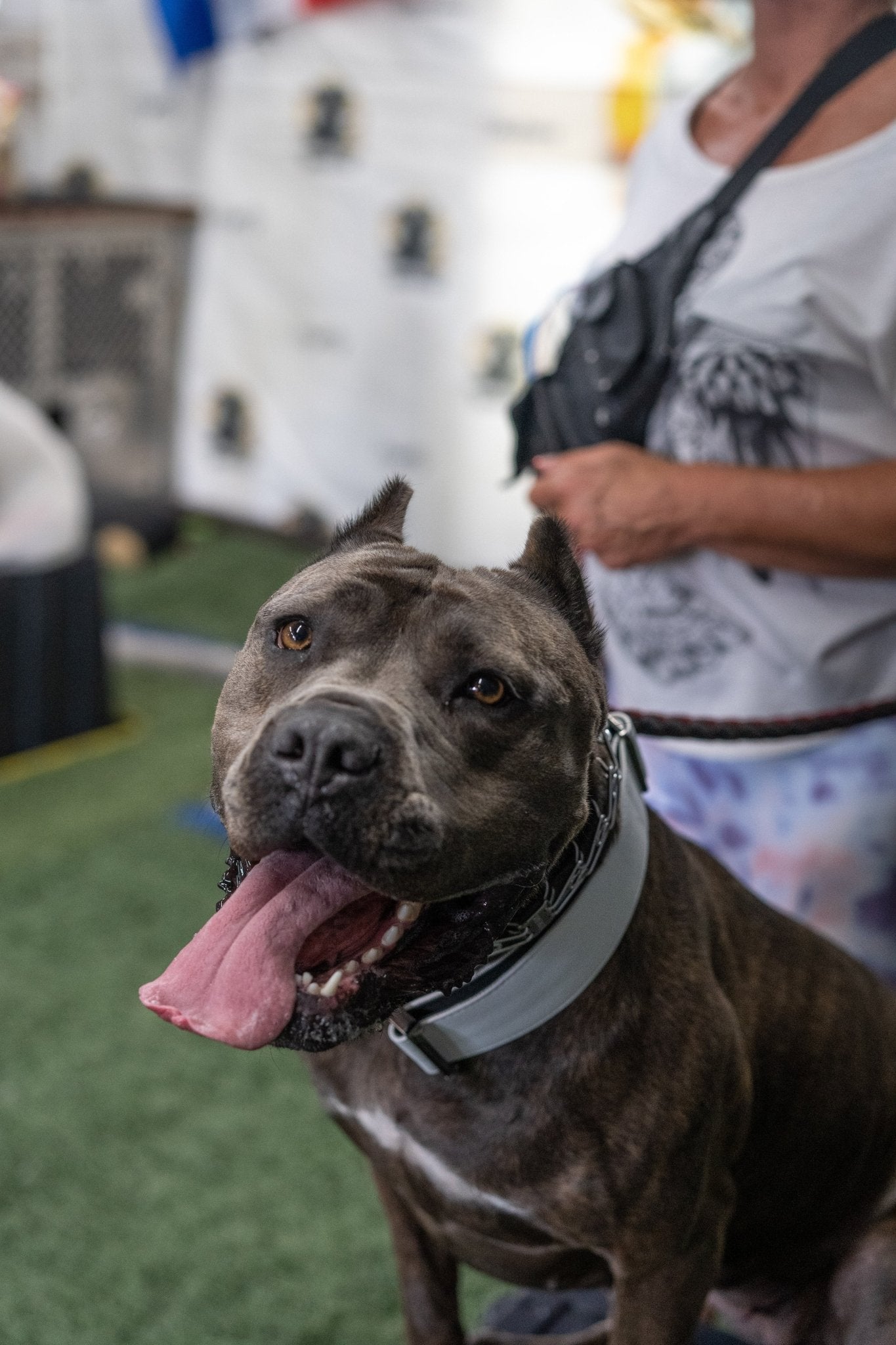 Frost White - KK9 Tactical Collar V4 (1.5" and 2") - Kaizen K9