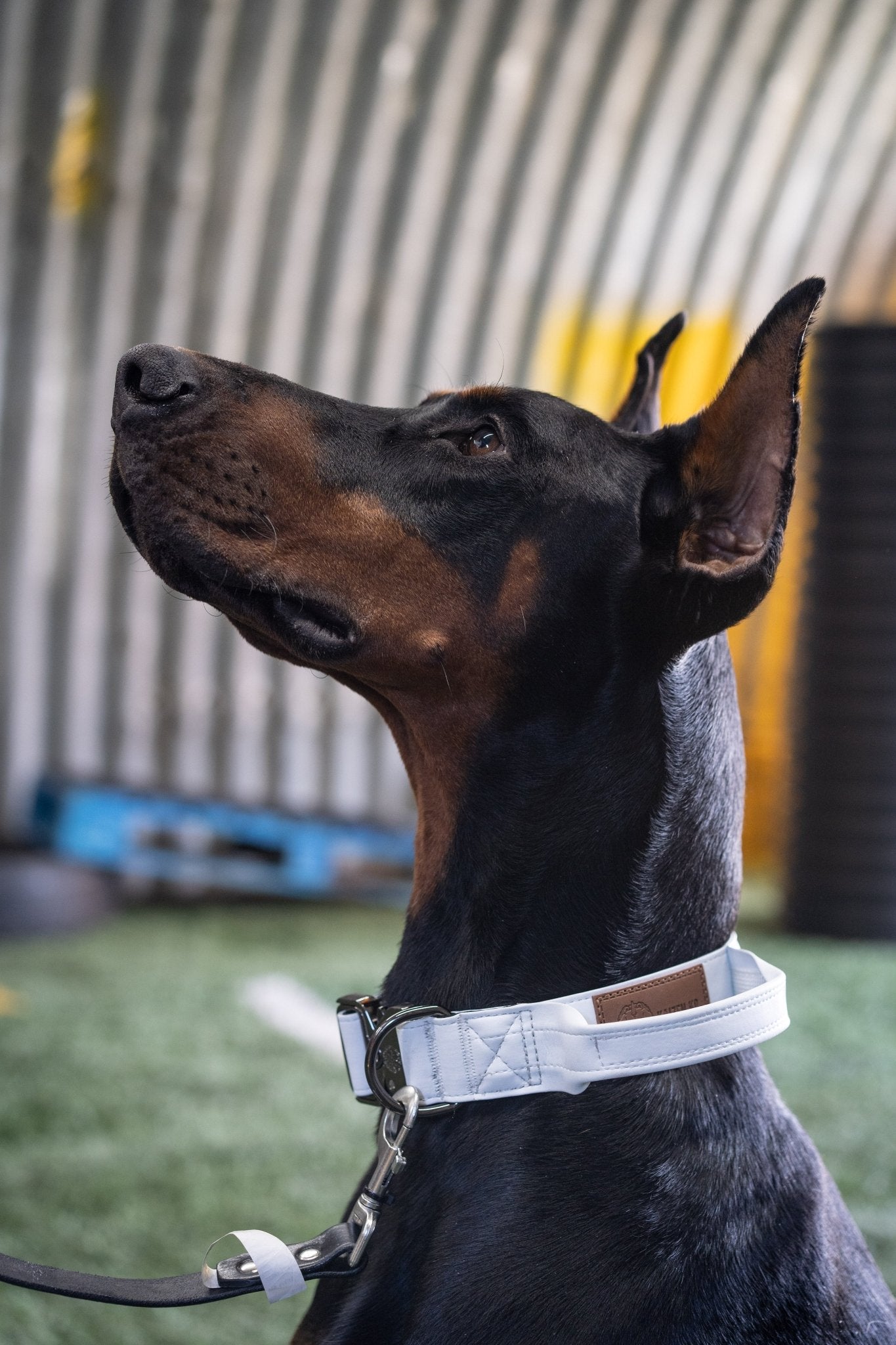 Frost White - KK9 Tactical Collar V4 (1.5" and 2") - Kaizen K9