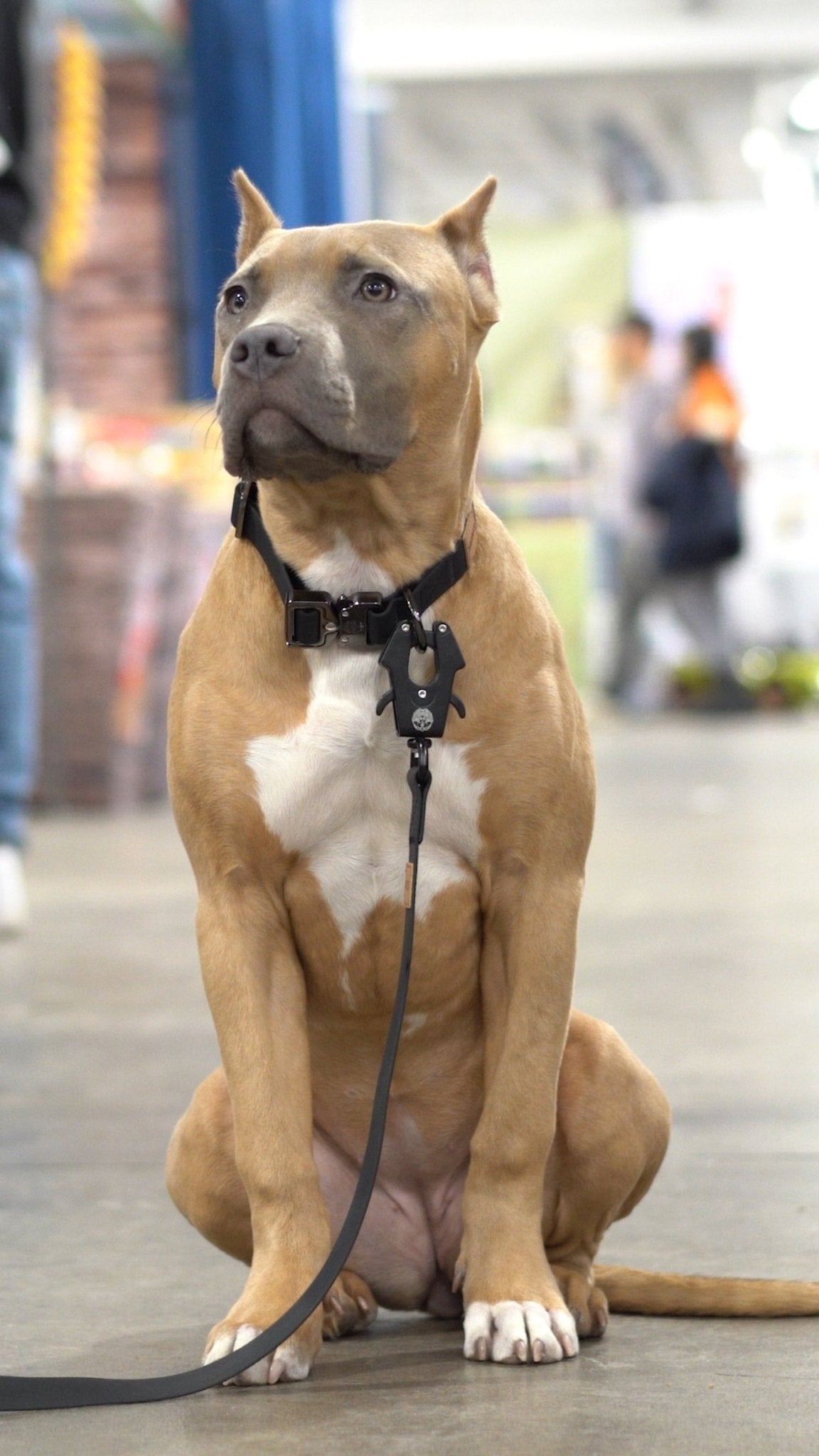 KK9 Elemental Collar (1") - Kaizen K9