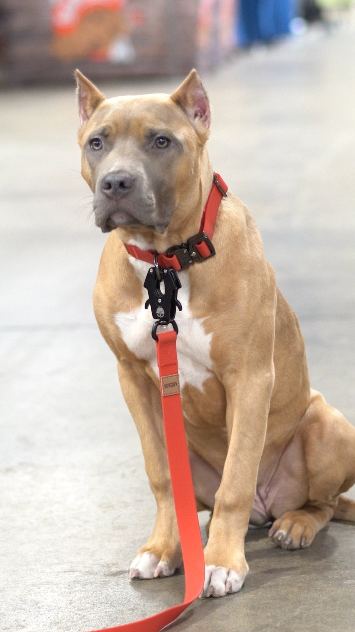 KK9 Elemental Collar (1") - Kaizen K9