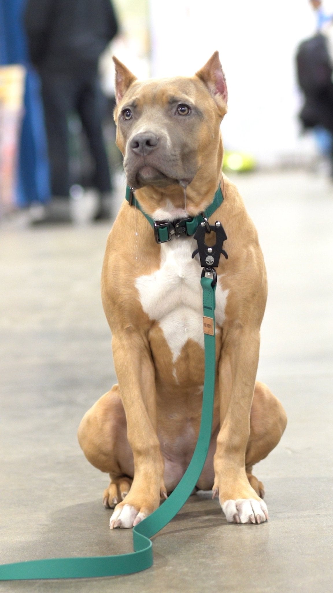 KK9 Elemental Collar (1") - Kaizen K9