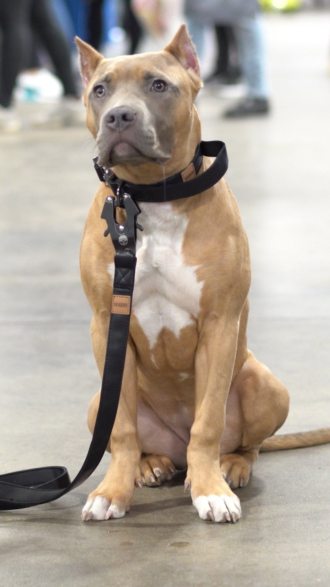 KK9 Tactical Collar (1") - Kaizen K9