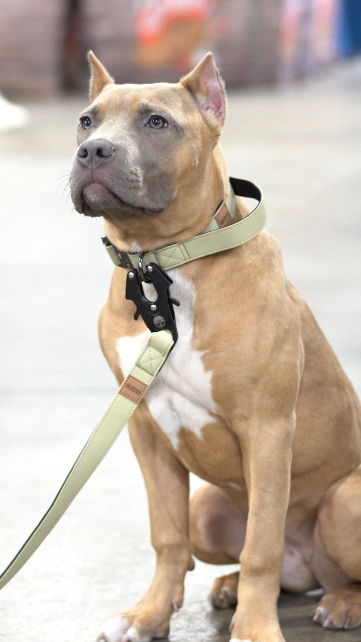 KK9 Tactical Collar (1") - Kaizen K9