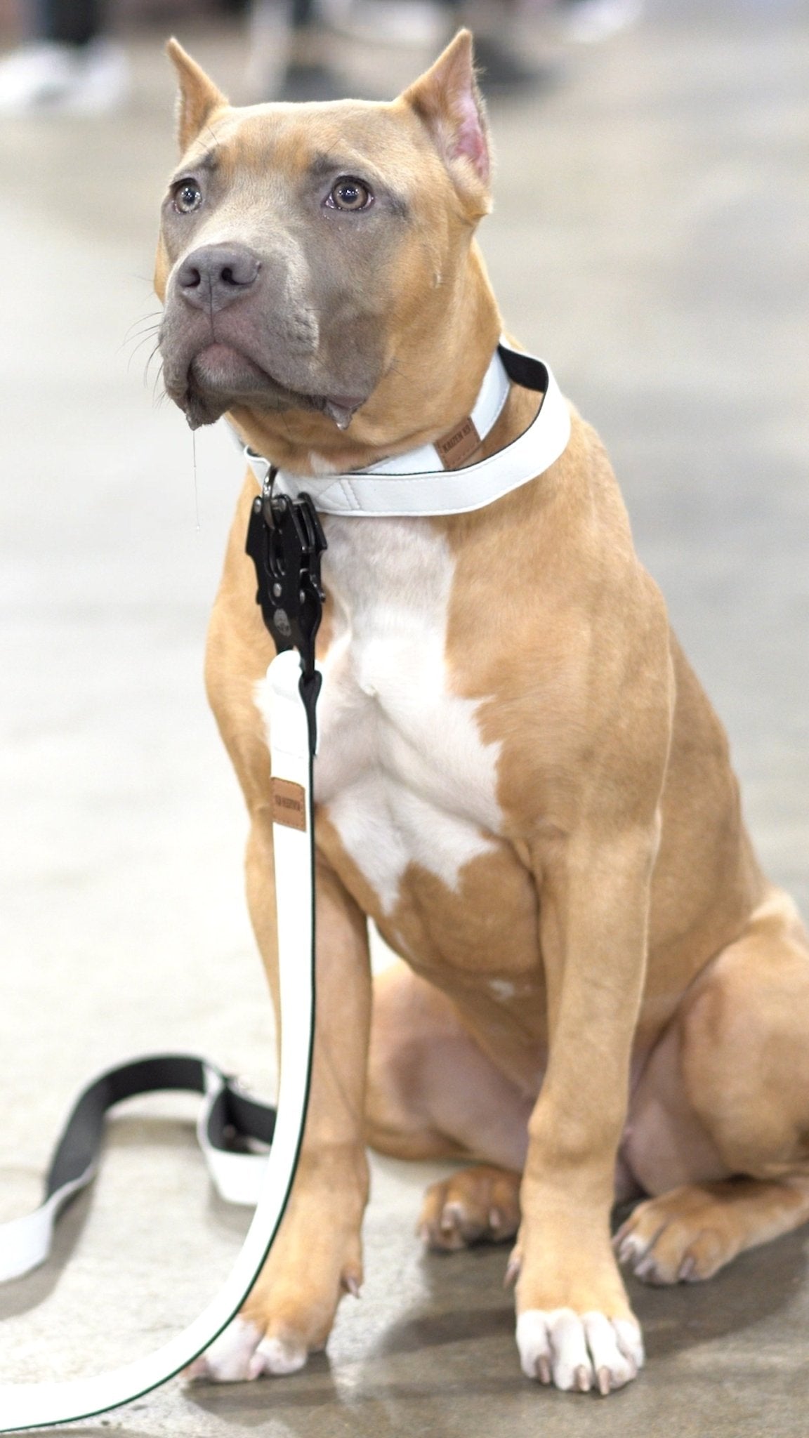 KK9 Tactical Collar (1") - Kaizen K9