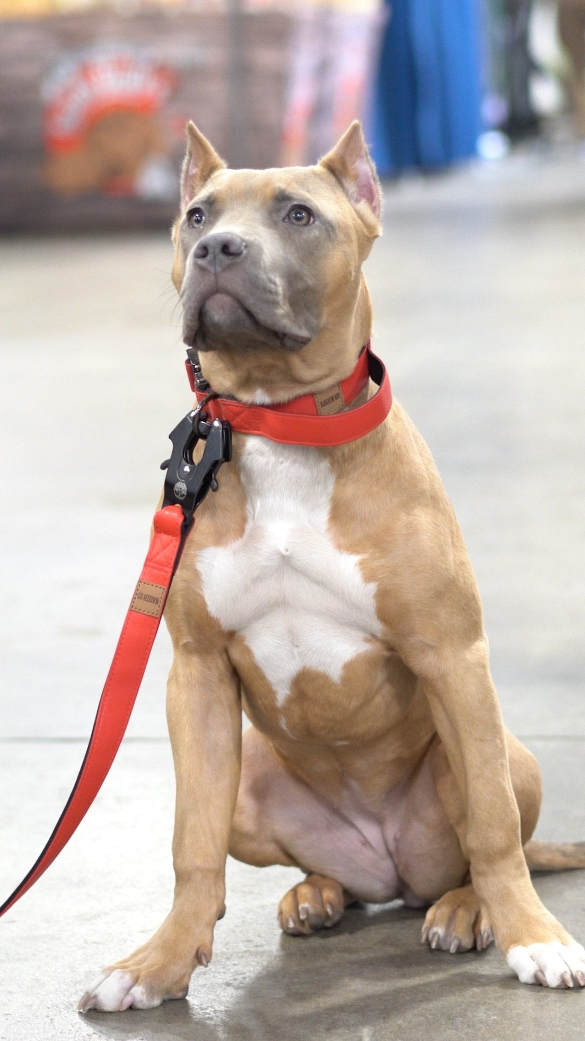 KK9 Tactical Collar (1") - Kaizen K9