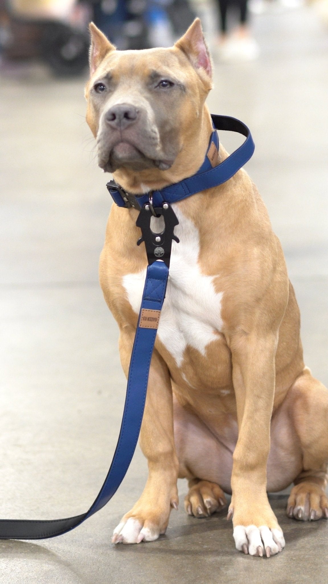 KK9 Tactical Collar (1") - Kaizen K9