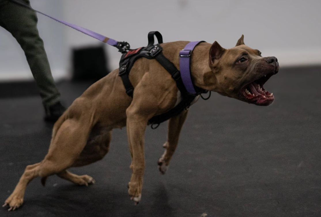 KK9 Tactical Harness - Kaizen K9