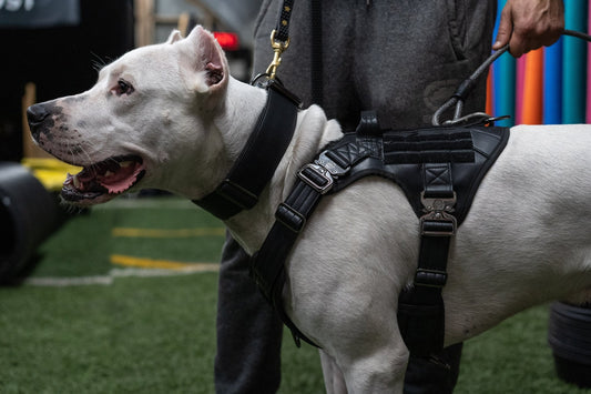 KK9 Tactical Harness - Kaizen K9