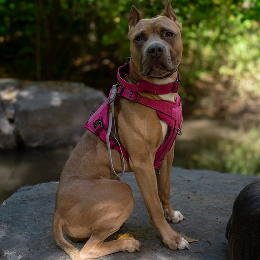 KK9 Tactical Harness - Kaizen K9