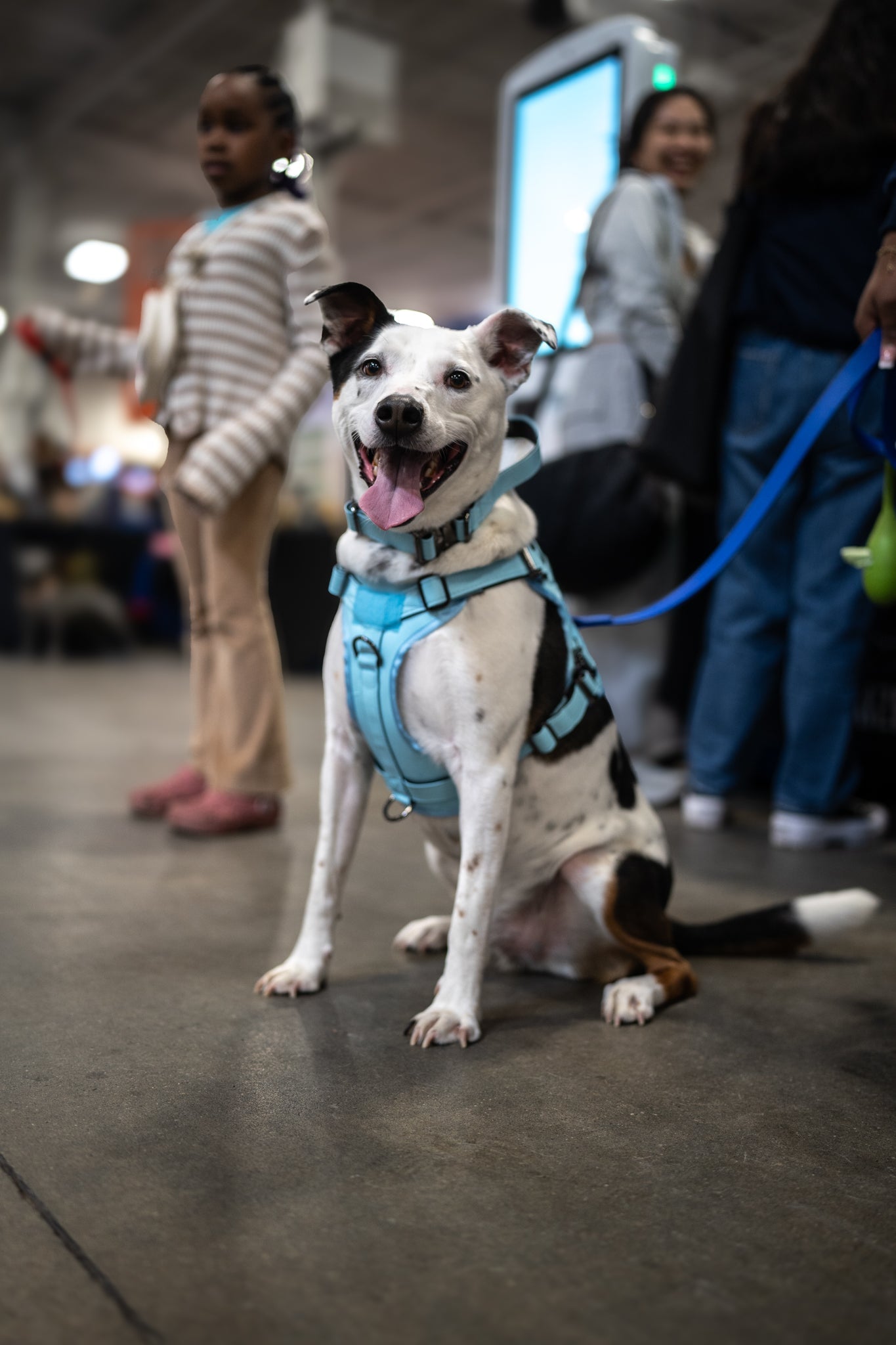KK9 Tactical Harness - Glacier Blue - Kaizen K9