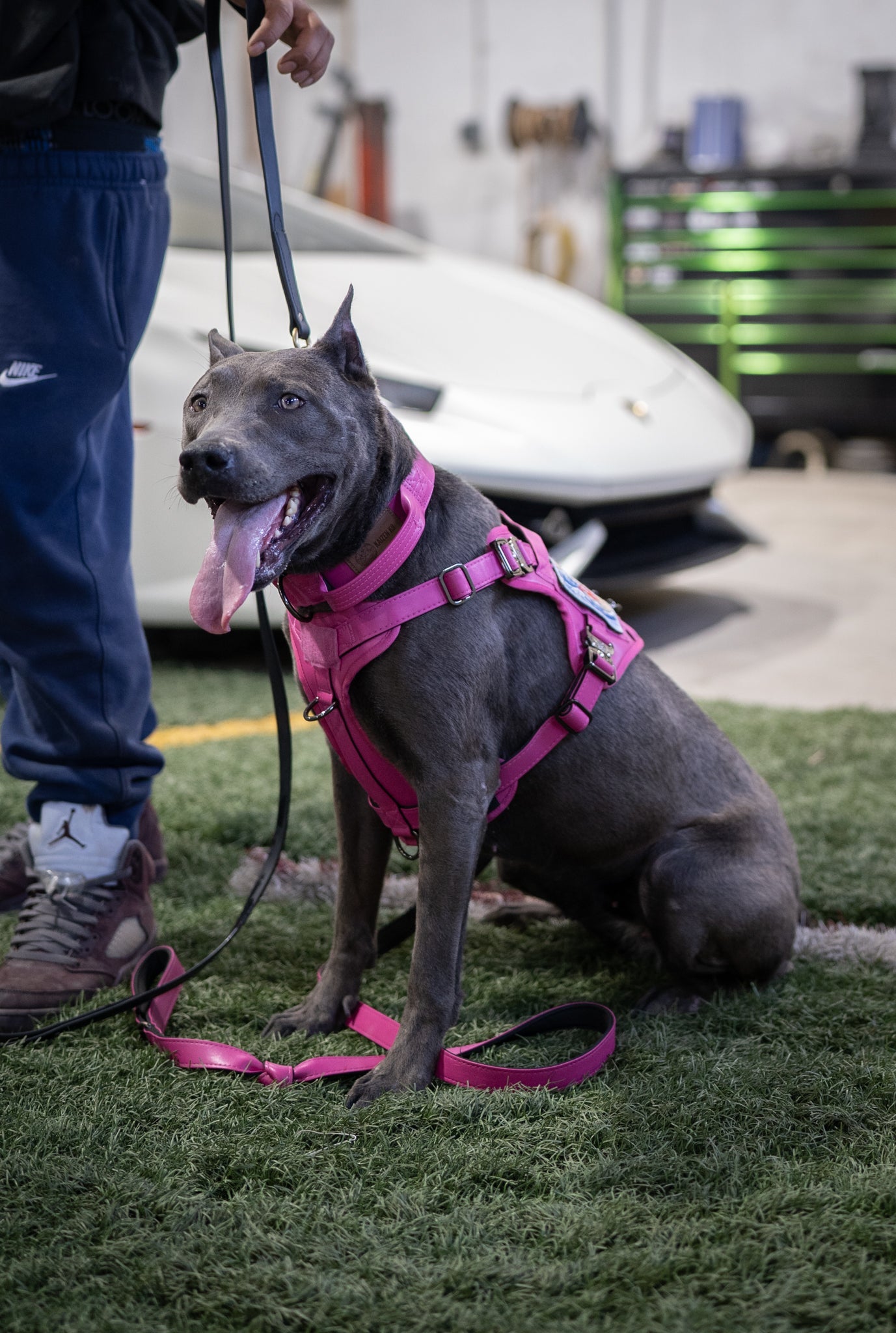 KK9 Tactical Harness - Princess Pink - Kaizen K9