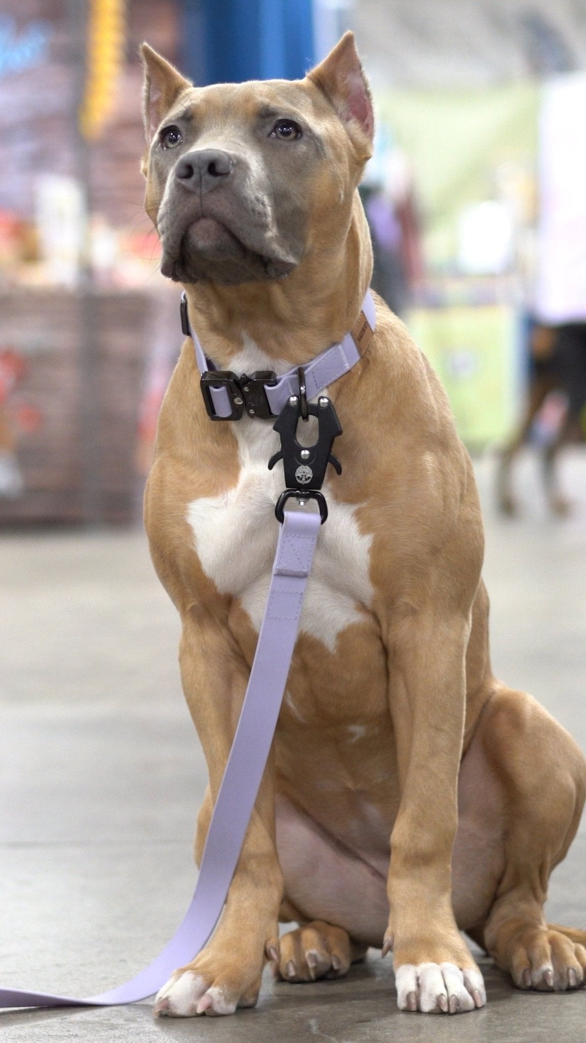Lavender - KK9 Elemental Collar (1") - Kaizen K9