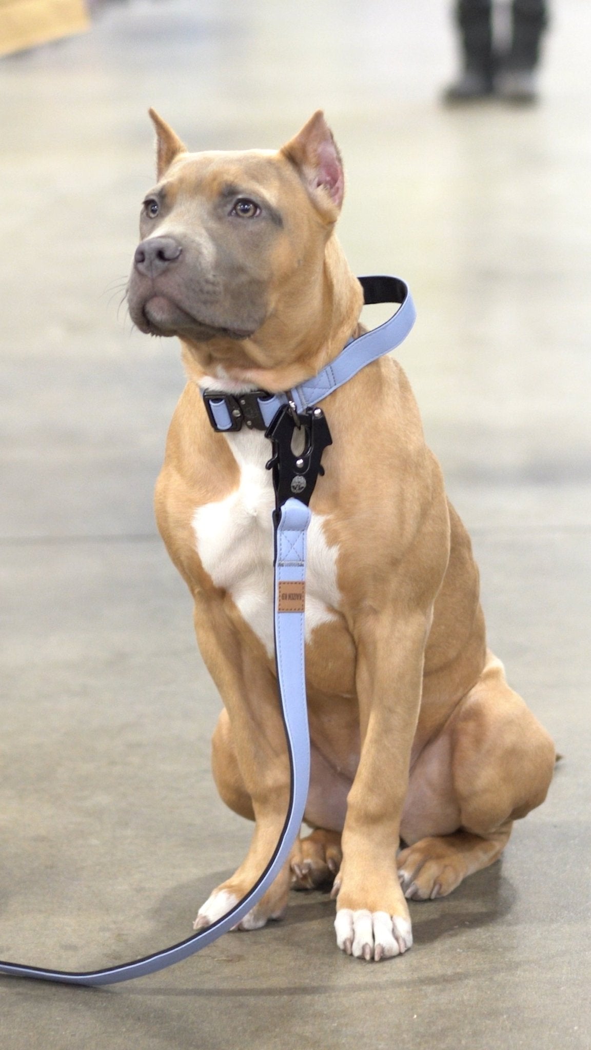 Lavender - KK9 Leather Tactical Collar (1") - Kaizen K9