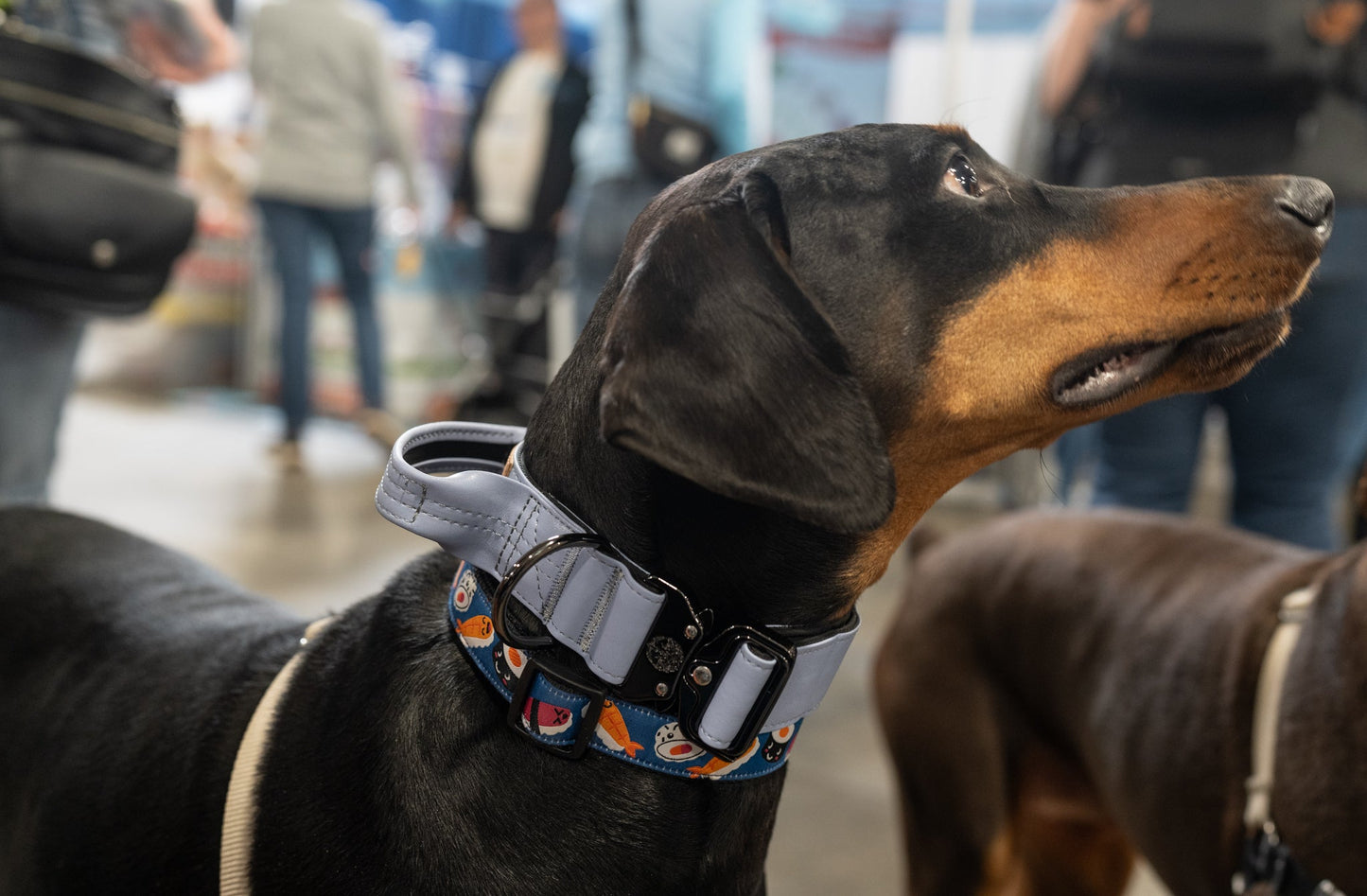 Lavender - KK9 Tactical Collar V4 (1.5" and 2") - Kaizen K9