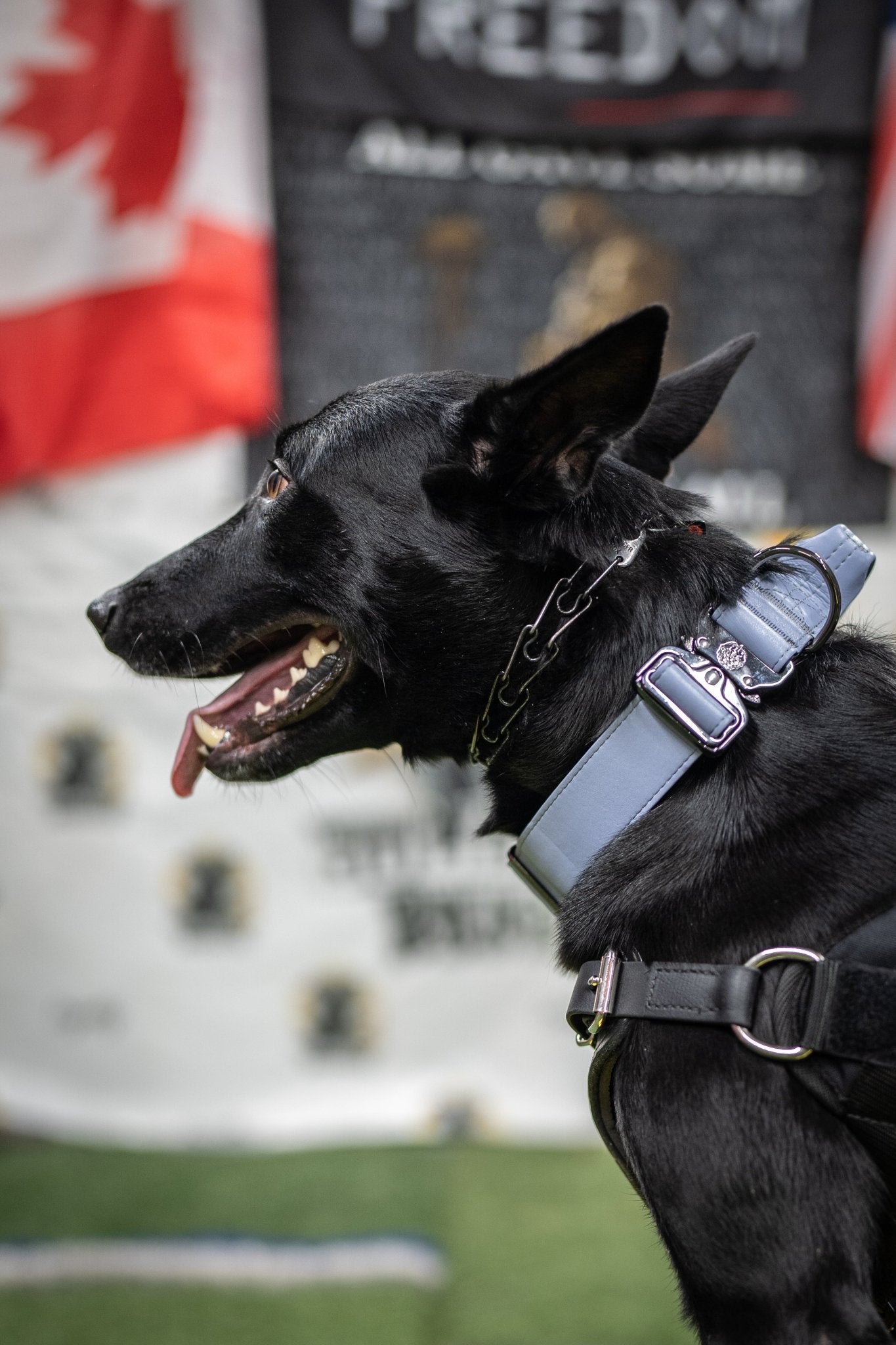 Lavender - KK9 Tactical Collar V4 (1.5" and 2") - Kaizen K9