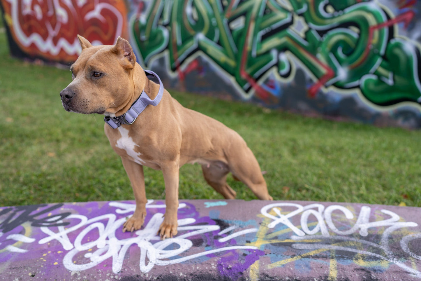 Lavender - KK9 Tactical Collar V4 (1.5" and 2") - Kaizen K9