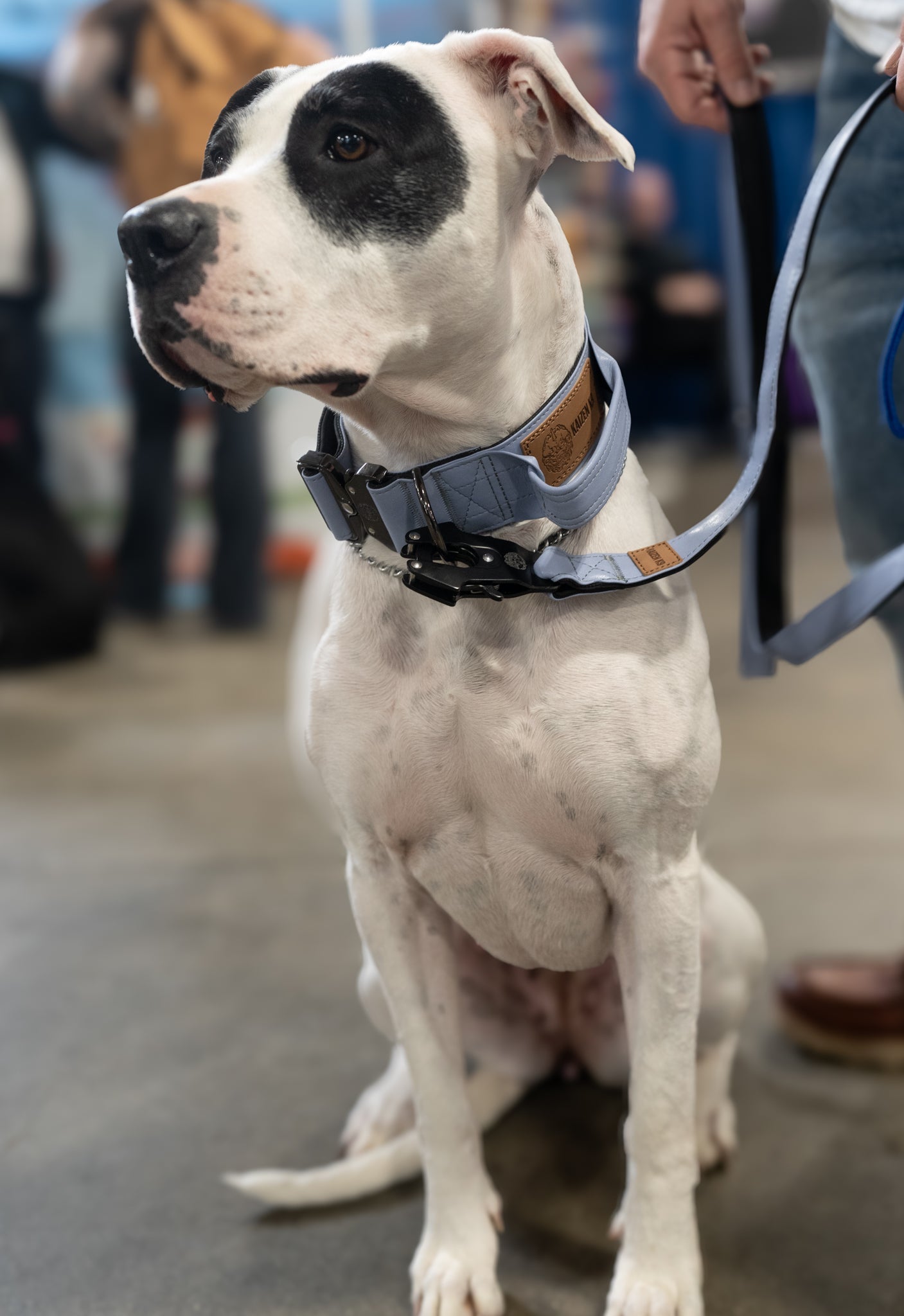 Lavender - KK9 Tactical Collar V4 (1.5" and 2") - Kaizen K9