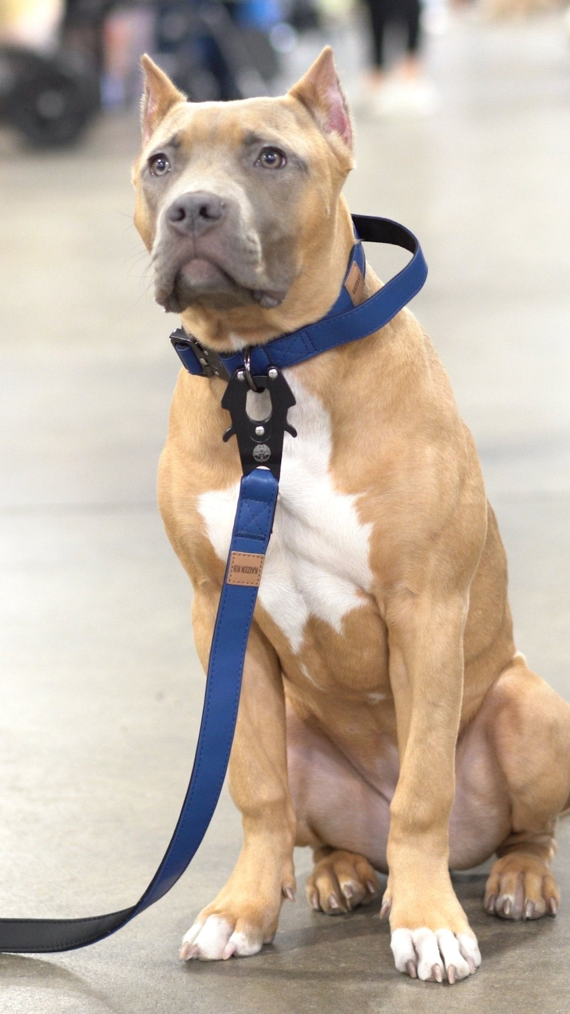 Marina Blue - KK9 Leather Tactical Collar (1") - Kaizen K9