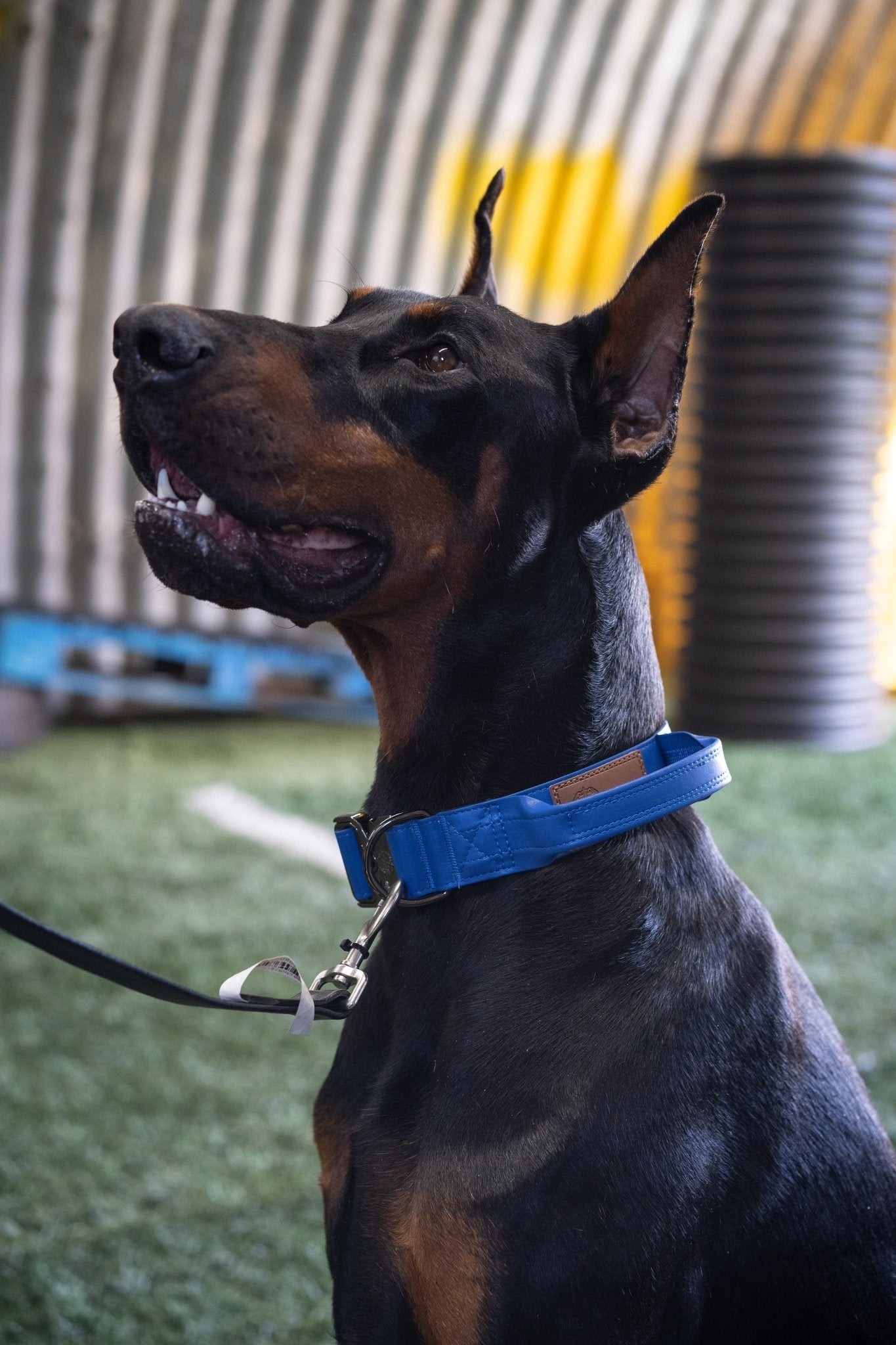 Marina Blue - KK9 Tactical Collar V4 (1.5" and 2") - Kaizen K9