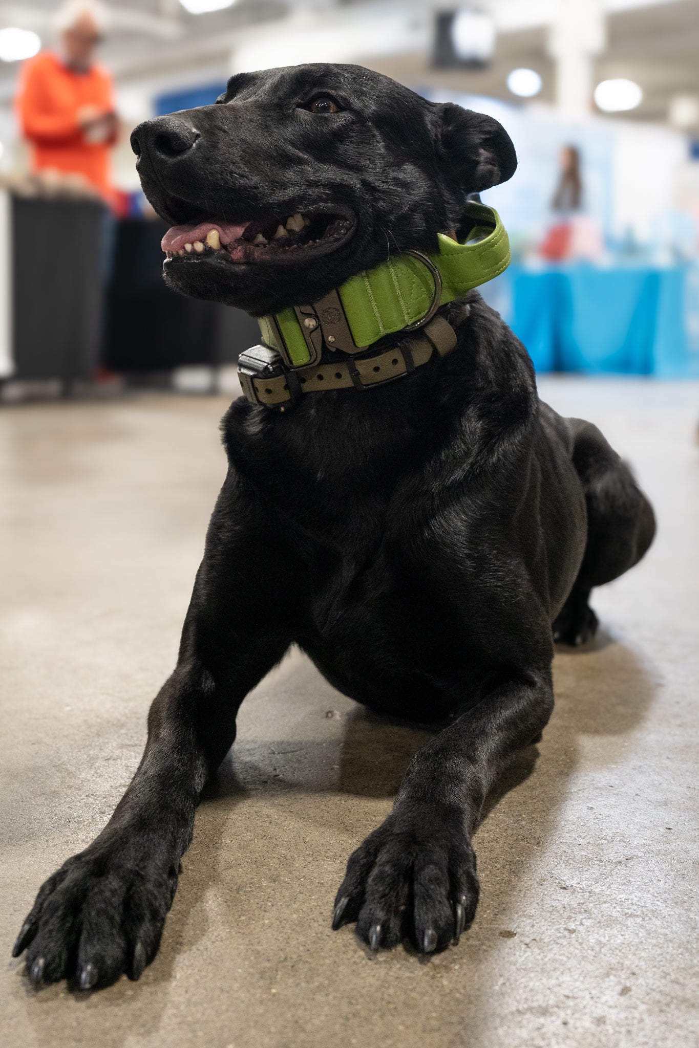 Moss Green - KK9 Tactical Collar V4 (1.5" and 2") - Kaizen K9