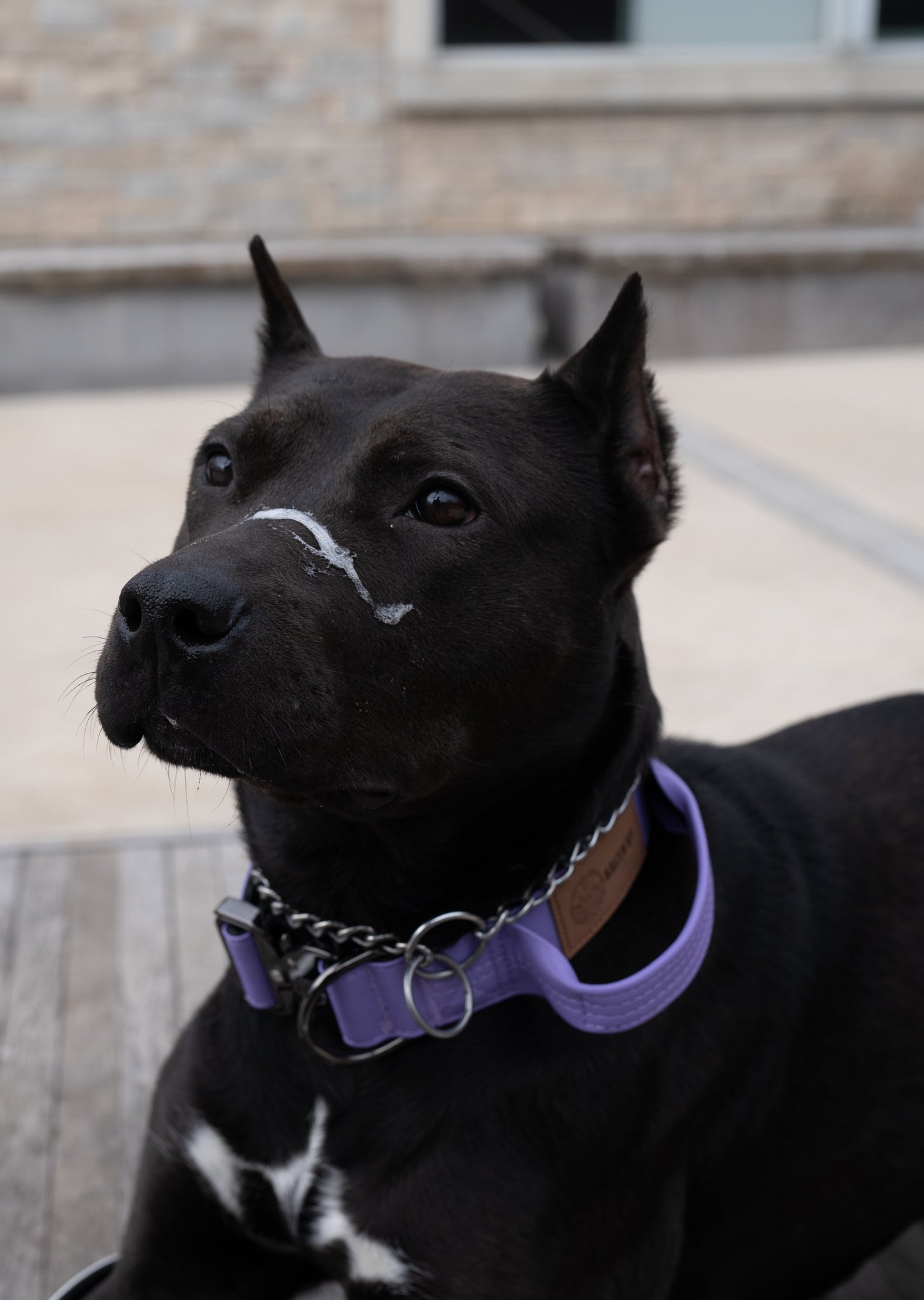 Mystic Purple - KK9 Tactical Collar V4 (1.5" and 2") - Kaizen K9