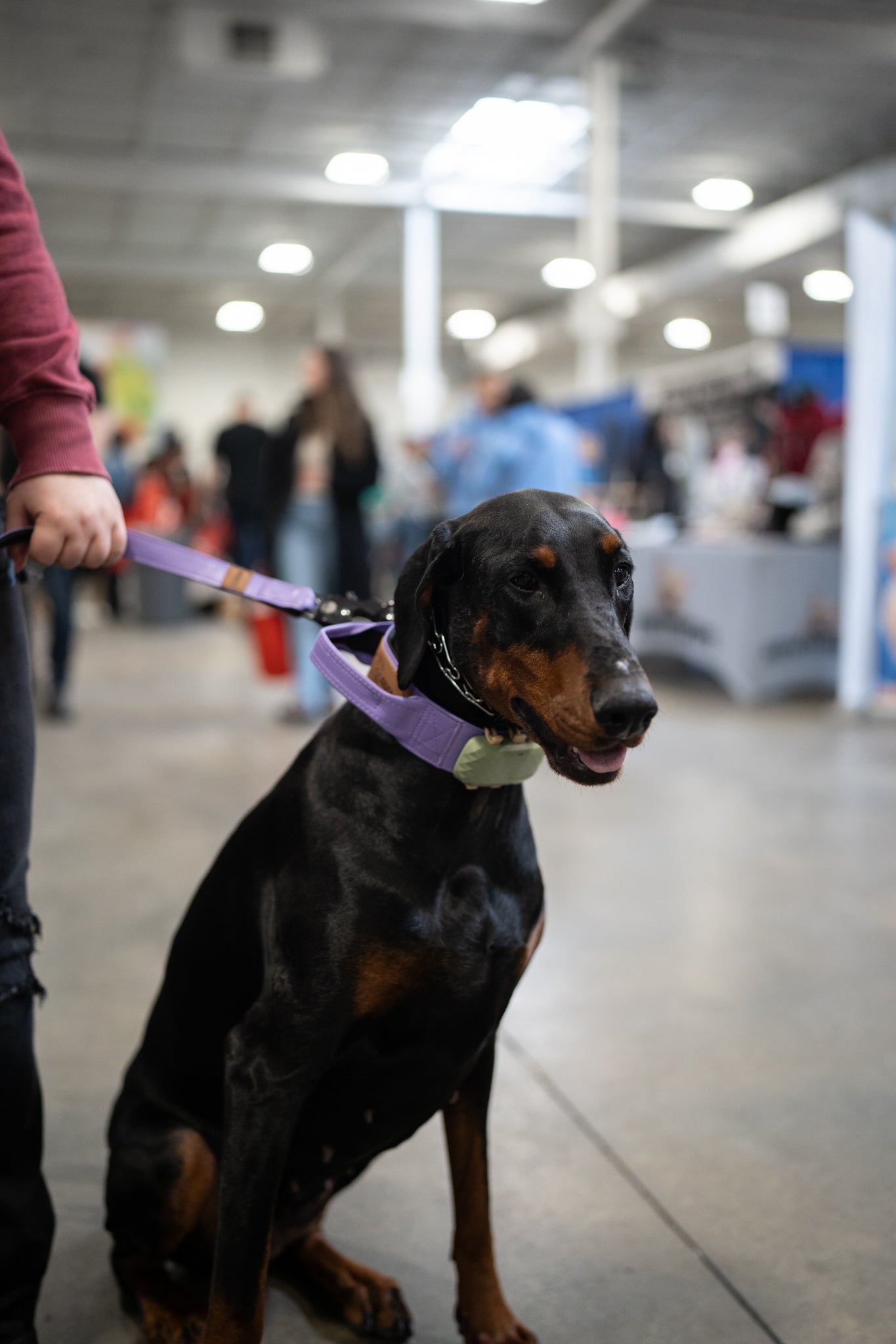 Mystic Purple - KK9 Tactical Collar V4 (1.5" and 2") - Kaizen K9