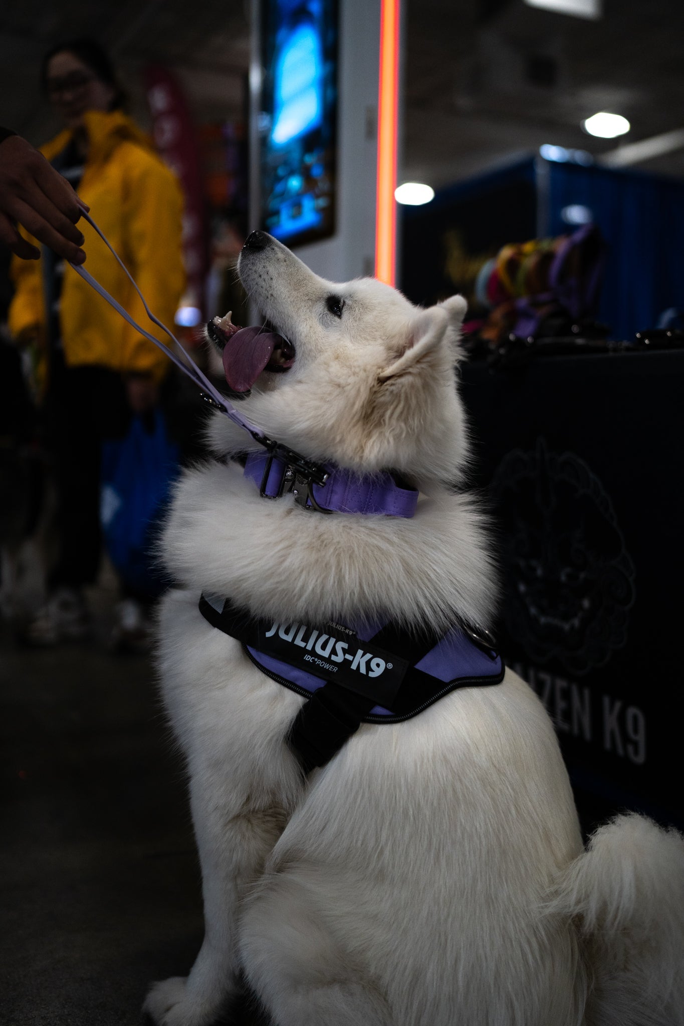 Mystic Purple - KK9 Tactical Collar V4 (1.5" and 2") - Kaizen K9