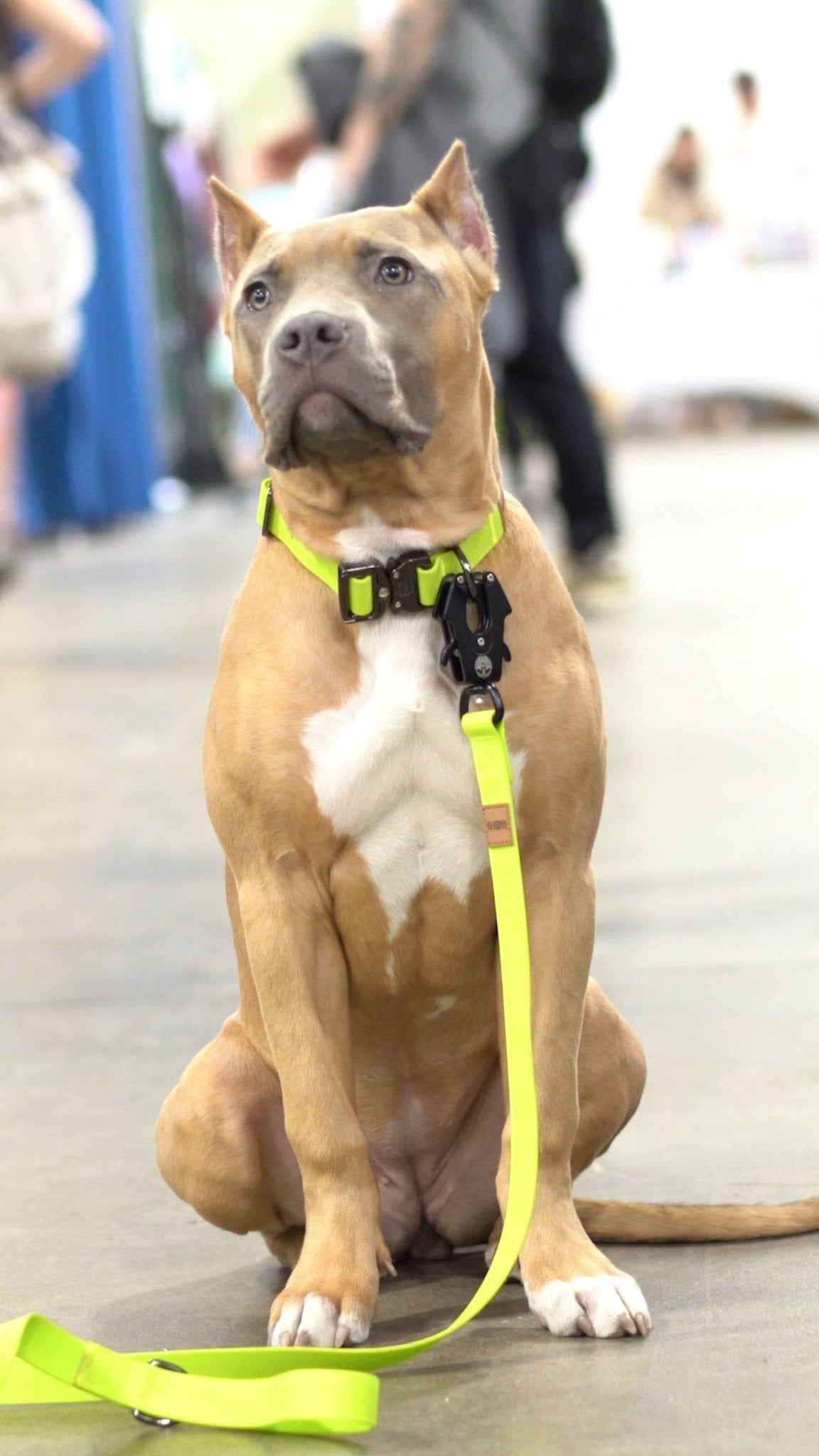Neon Green - KK9 Elemental Collar (1") - Kaizen K9